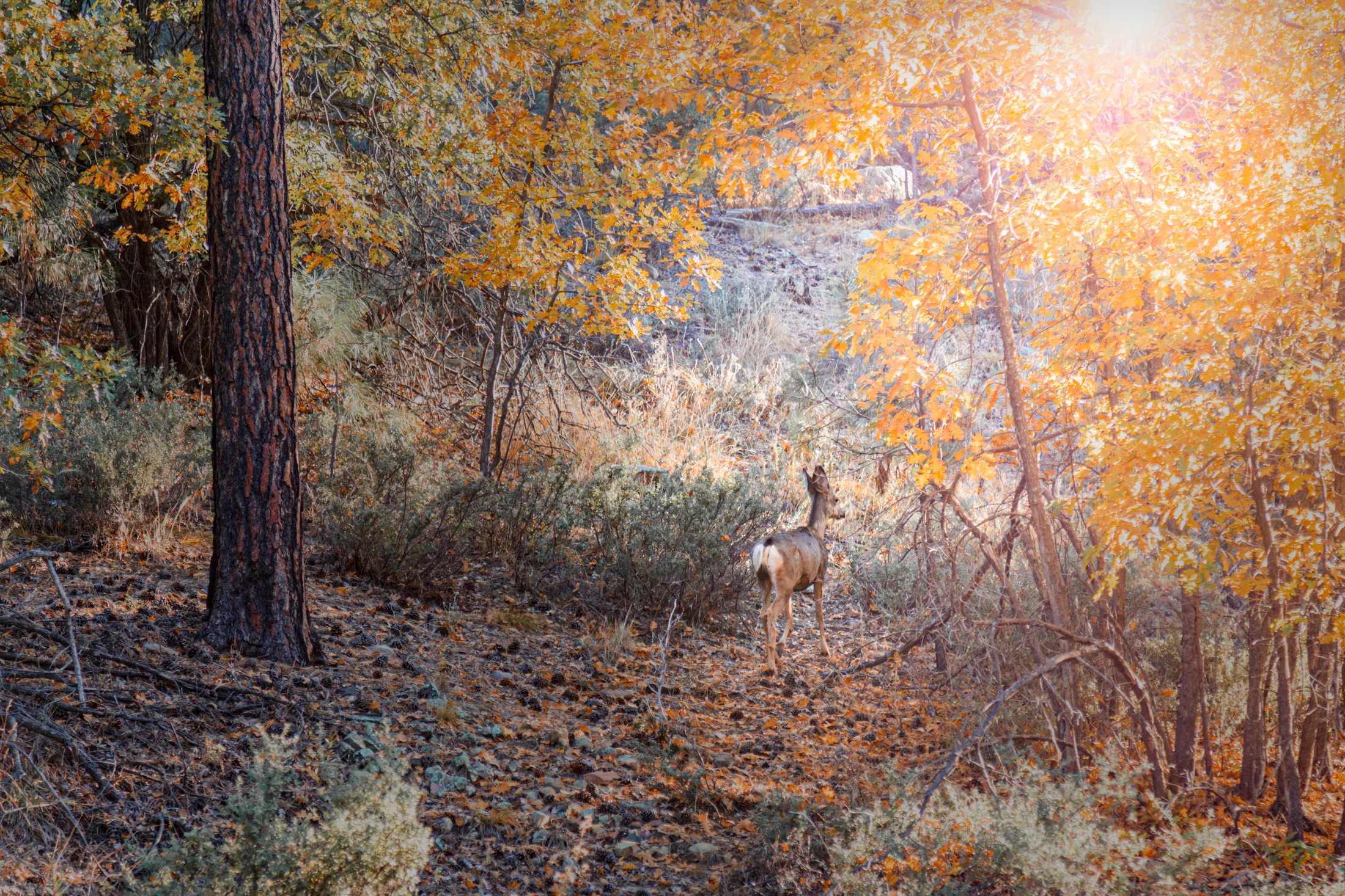 Deer in Prescott AZ, animals, a fine art photograph by Michael Joseph Baca, Casa de Baca Studios, Florence, Arizona