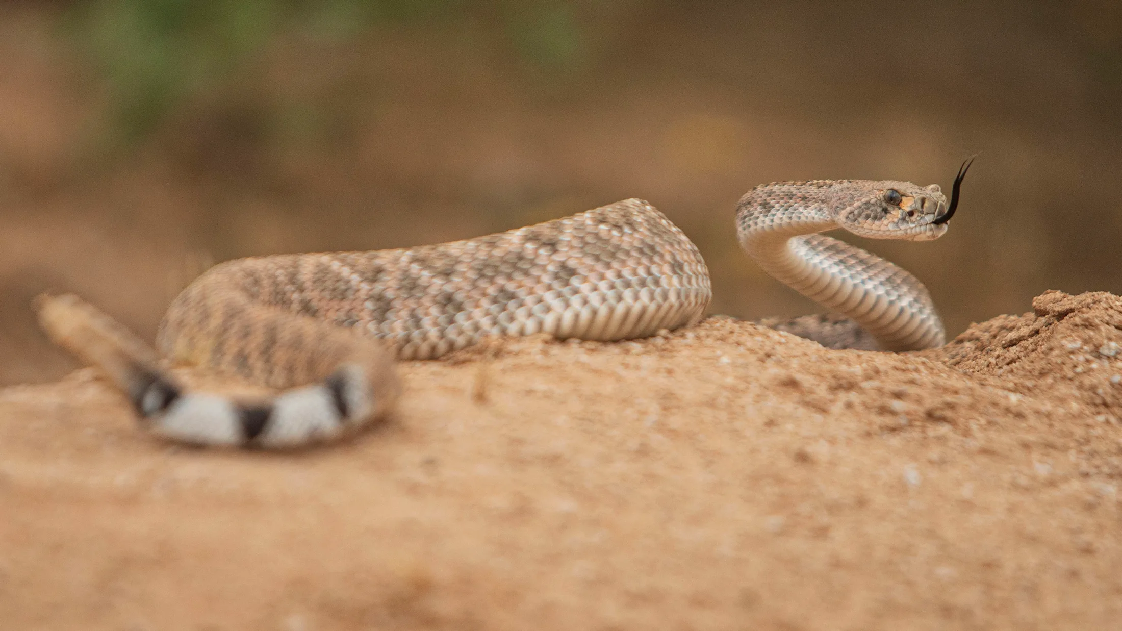 Diamondback Eloy AZ, animals, a fine art photograph by Michael Joseph Baca, Casa de Baca Studios, Florence, Arizona