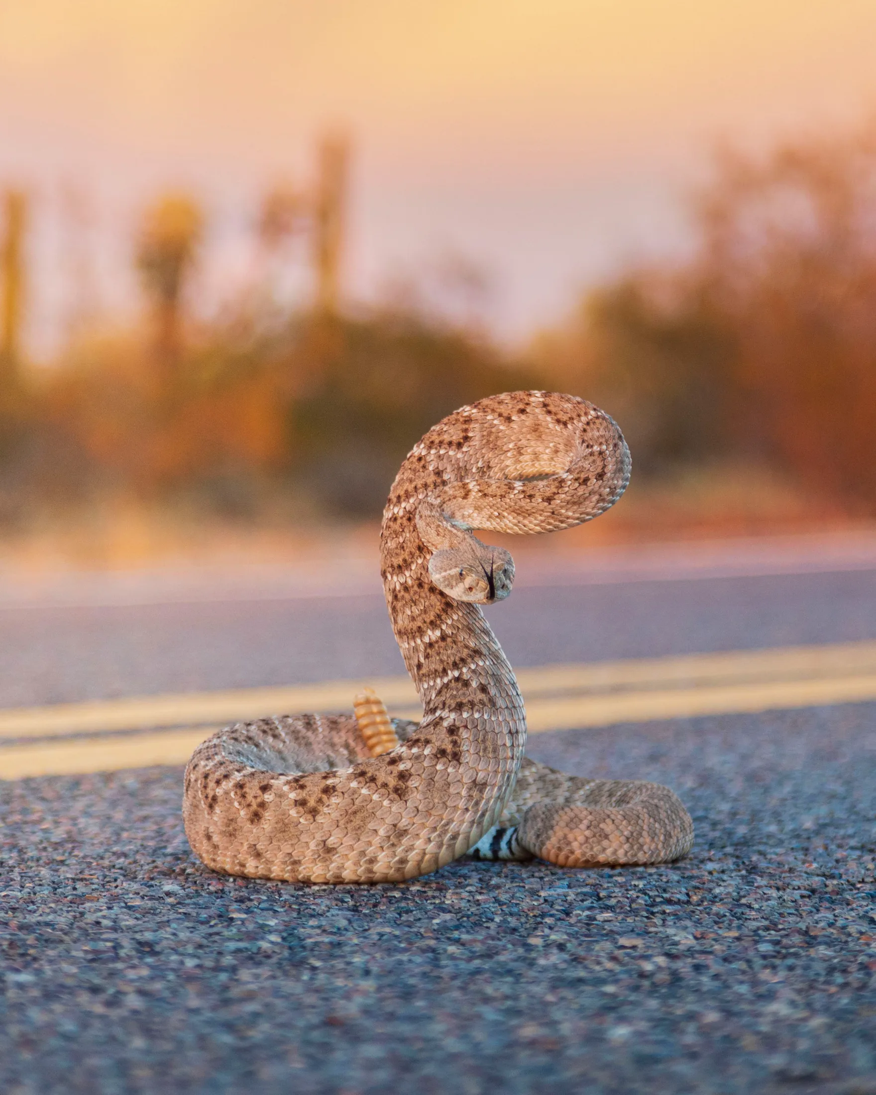 Diamondback Rattlesnake Florence AZ, animals, a fine art photograph by Michael Joseph Baca