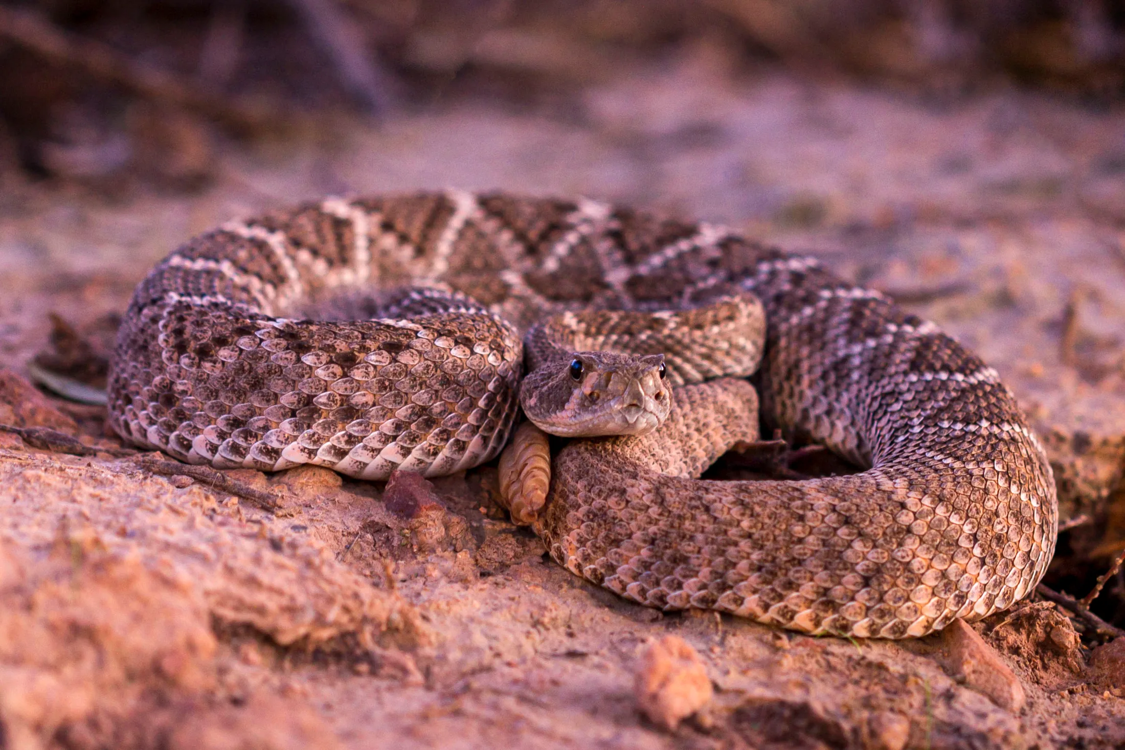 Diamondback Rattlesnake Peralta AZ, animals, a fine art photograph by Michael Joseph Baca