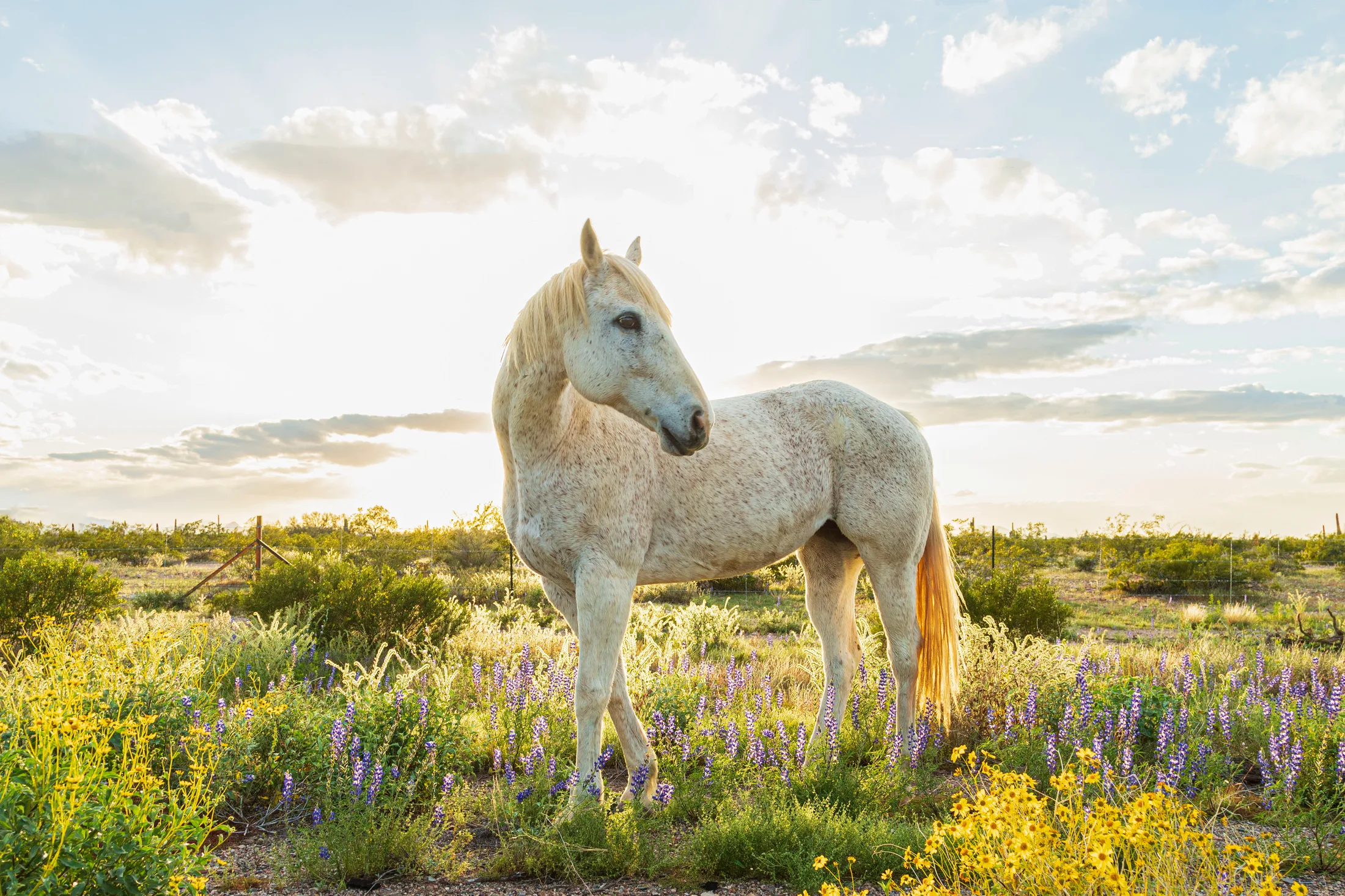 'Drip' Florence AZ, animals, a fine art photograph by Michael Joseph Baca, Casa de Baca Studios, Florence, Arizona