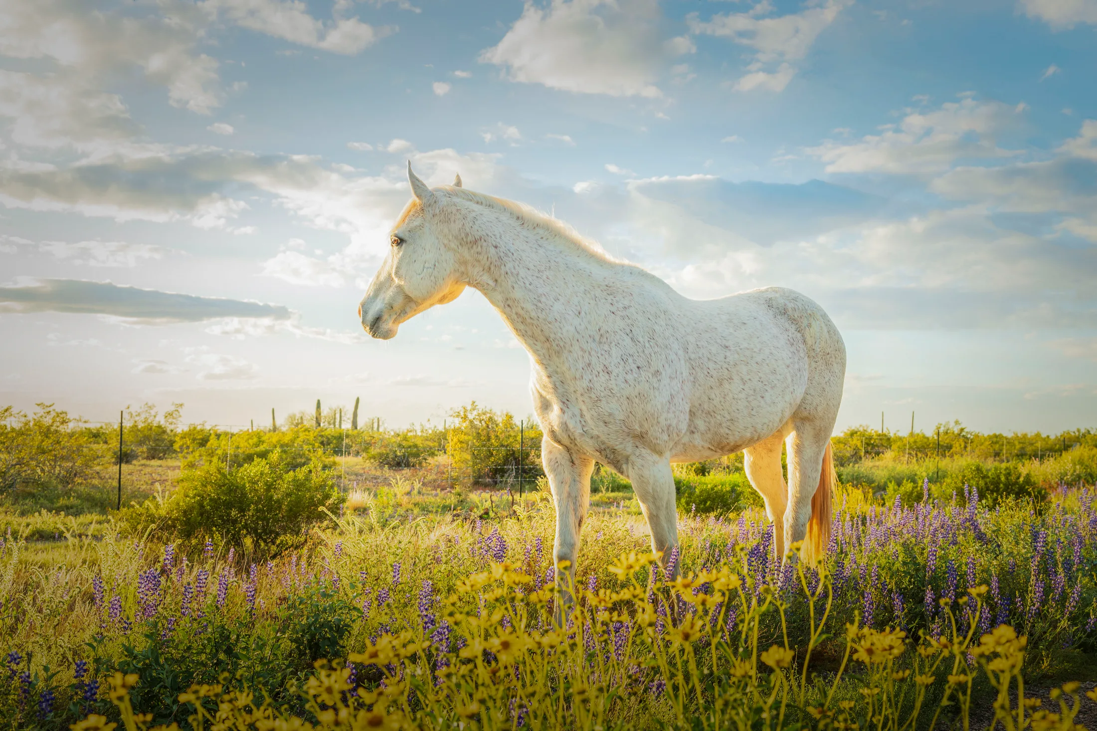 'Drip' Florence AZ, animals, a fine art photograph by Michael Joseph Baca, Casa de Baca Studios, Florence, Arizona