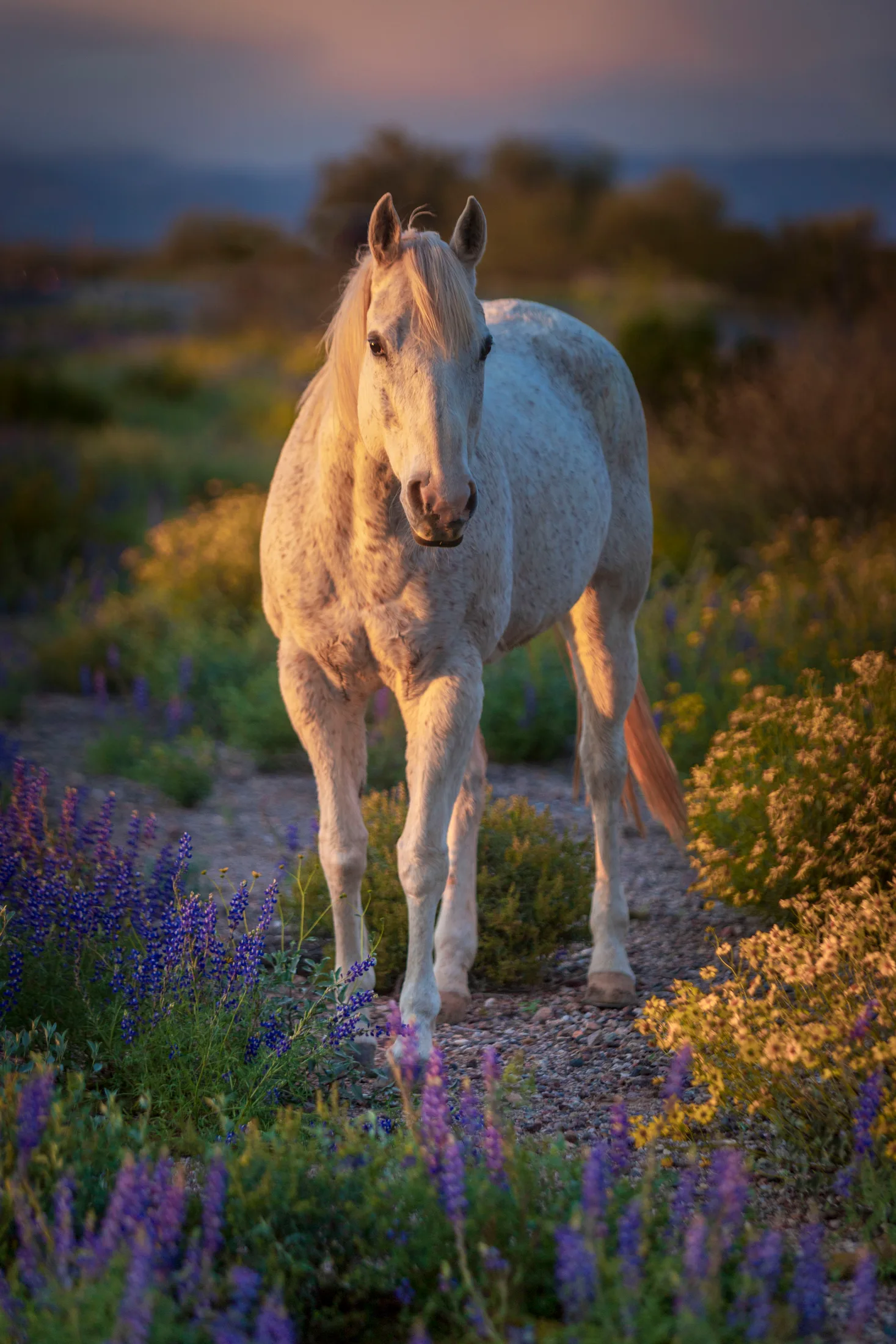 'Drip' Florence AZ, animals, a fine art photograph by Michael Joseph Baca, Casa de Baca Studios, Florence, Arizona