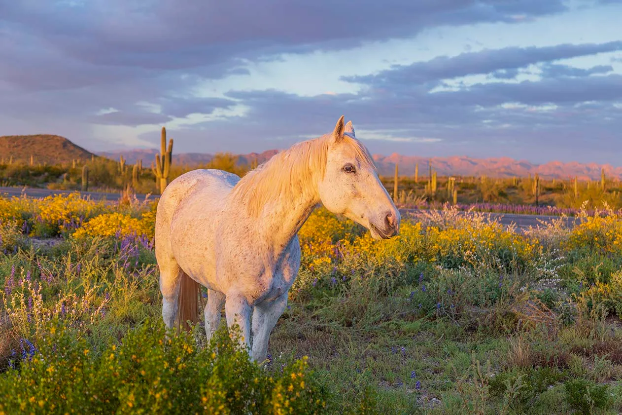 'Drip' Florence AZ, animals, a fine art photograph by Janell Evelyn Baca, Casa de Baca Studios, Florence, Arizona