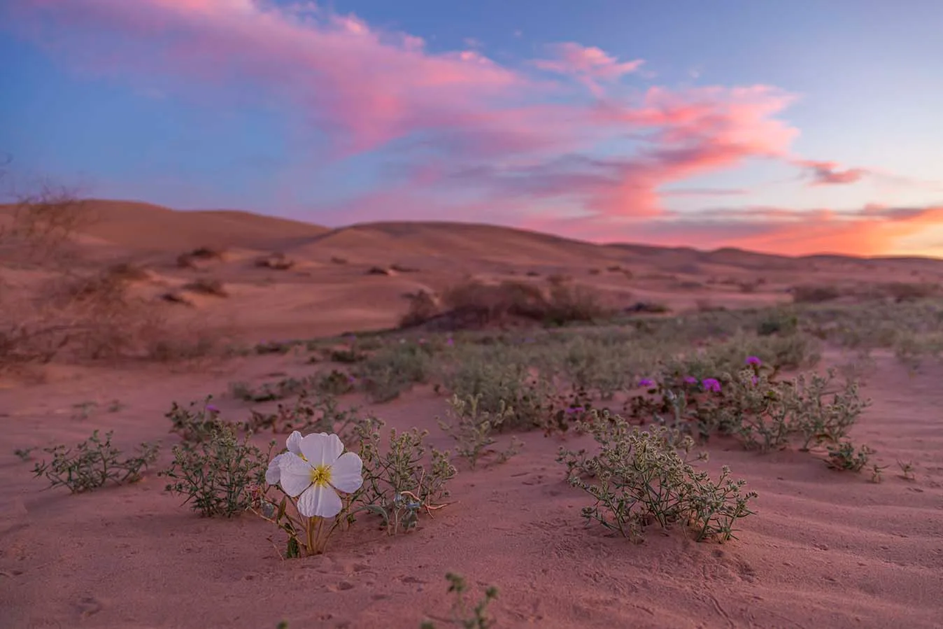 Dune Evening Primrose at the Imperial Dunes, sunset and sunrise, a fine art photograph by Janell Evelyn Baca