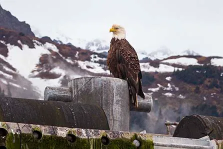 Eagle in Seward Alaska, animals, a fine art photograph by Janell Evelyn Baca, Casa de Baca Studios, Florence, Arizona