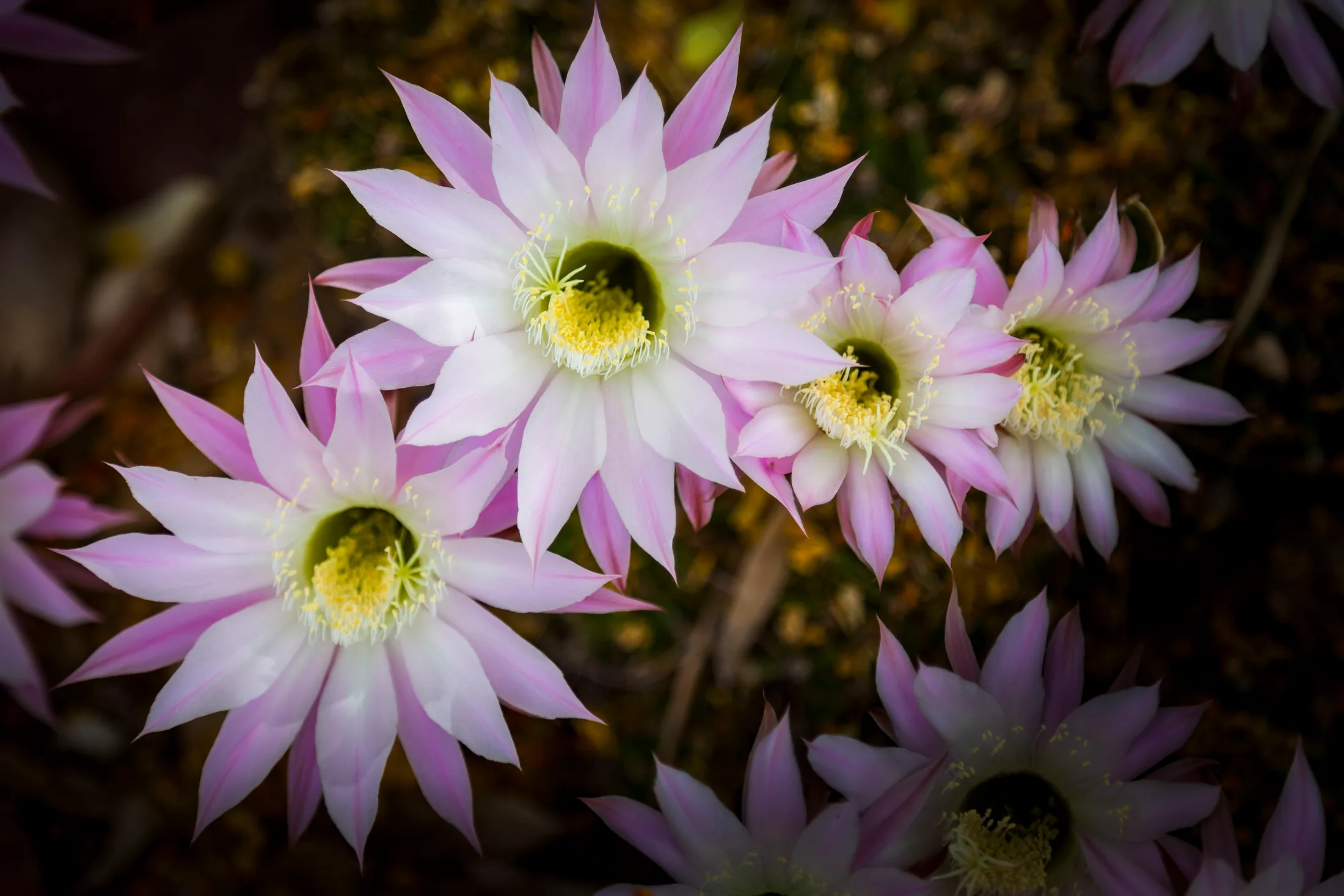 Easter Lily Cactus Florence AZ, flowers and plants, a fine art photograph by Michael Joseph Baca