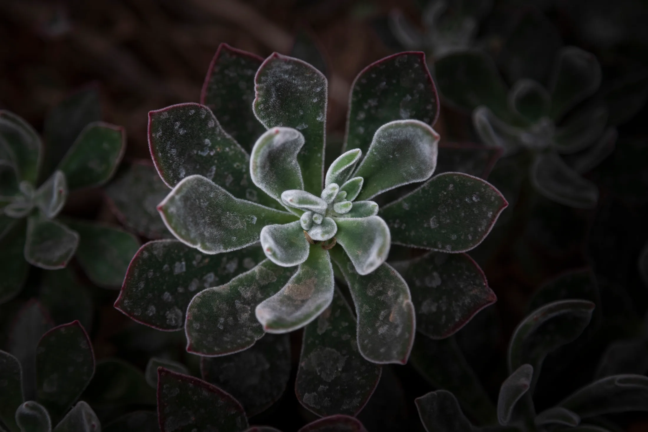 Echeveria Succulent Superior AZ, flowers and plants, a fine art photograph by Michael Joseph Baca