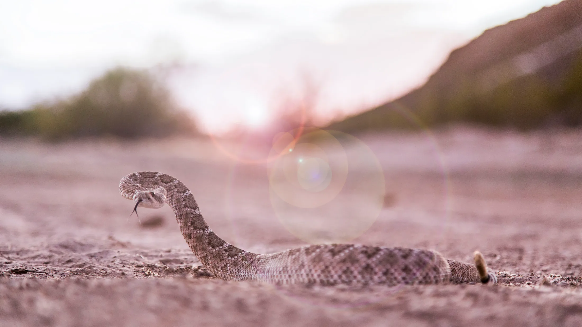F-Mountain Florence AZ, animals, a fine art photograph by Michael Joseph Baca, Casa de Baca Studios, Florence, Arizona