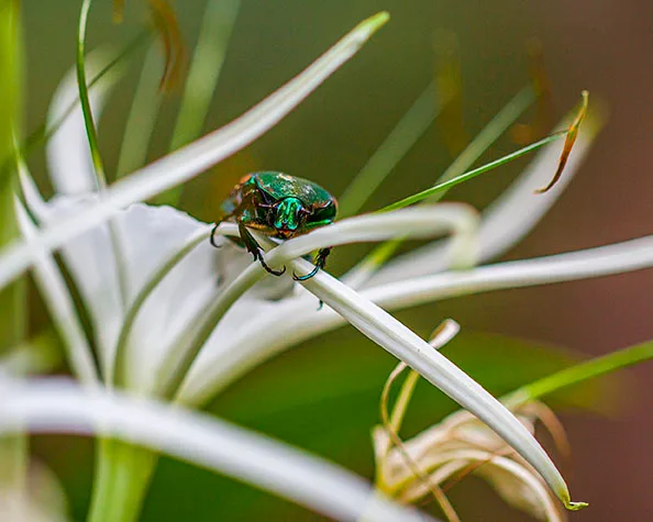 Figeater Beetle REID PARK ZOO, animals, a fine art photograph by Janell Evelyn Baca, Casa de Baca Studios, Florence, Arizona