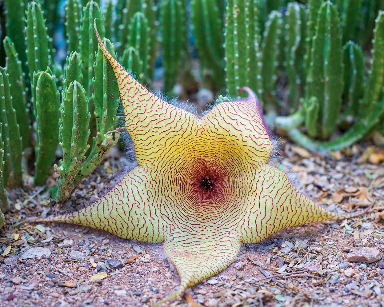 FJ051 Starfish Flower, flowers and plants by Janell Evelyn Baca, Casa de Baca Studios, Florence, Arizona