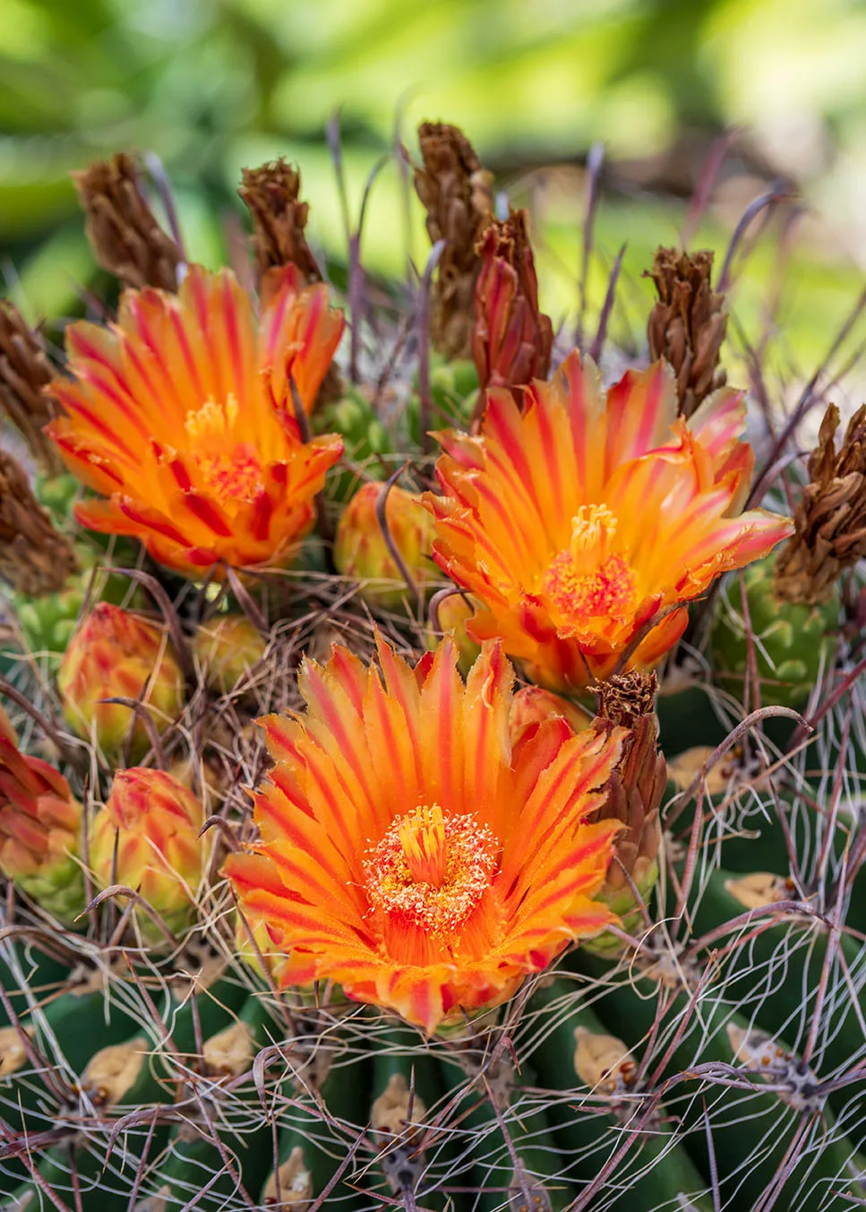 FJ052 Barrel Cactus Blooming, flowers and plants by Janell Evelyn Baca, Casa de Baca Studios, Florence, Arizona