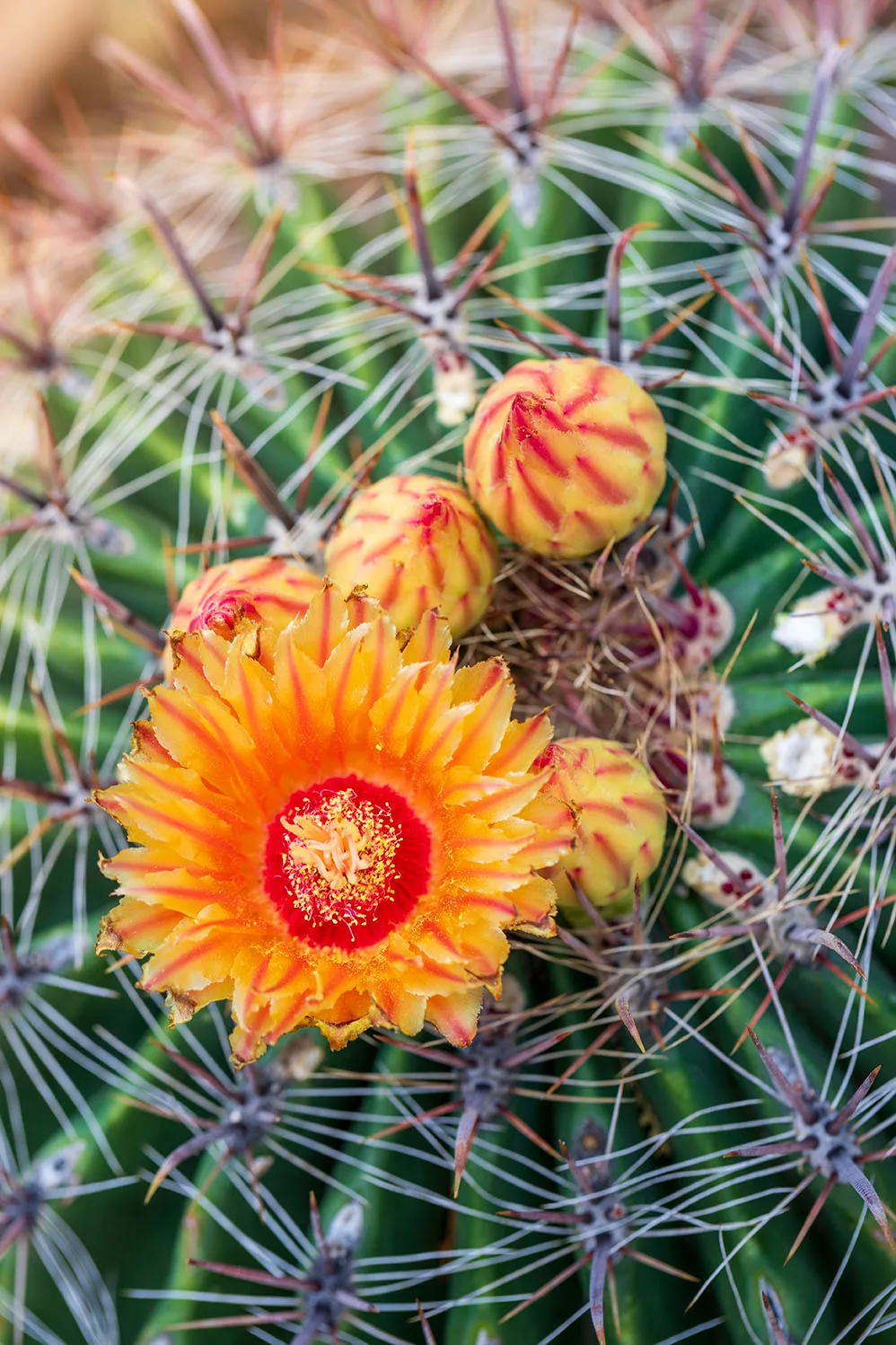FJ053 Barrel Cactus Flowering, flowers and plants by Janell Evelyn Baca, Casa de Baca Studios, Florence, Arizona