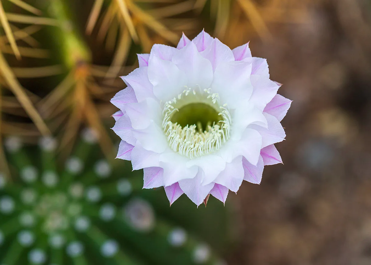 FJ054 Easter Lily Cactus Bloom, flowers and plants by Janell Evelyn Baca, Casa de Baca Studios, Florence, Arizona