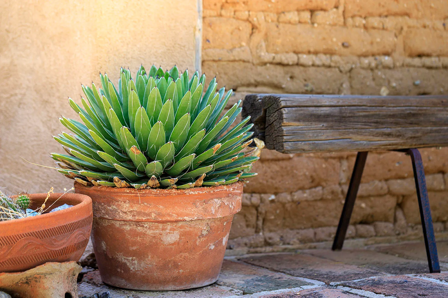 FJ055 Queen Victoria Agave Scene, flowers and plants by Janell Evelyn Baca, Casa de Baca Studios, Florence, Arizona
