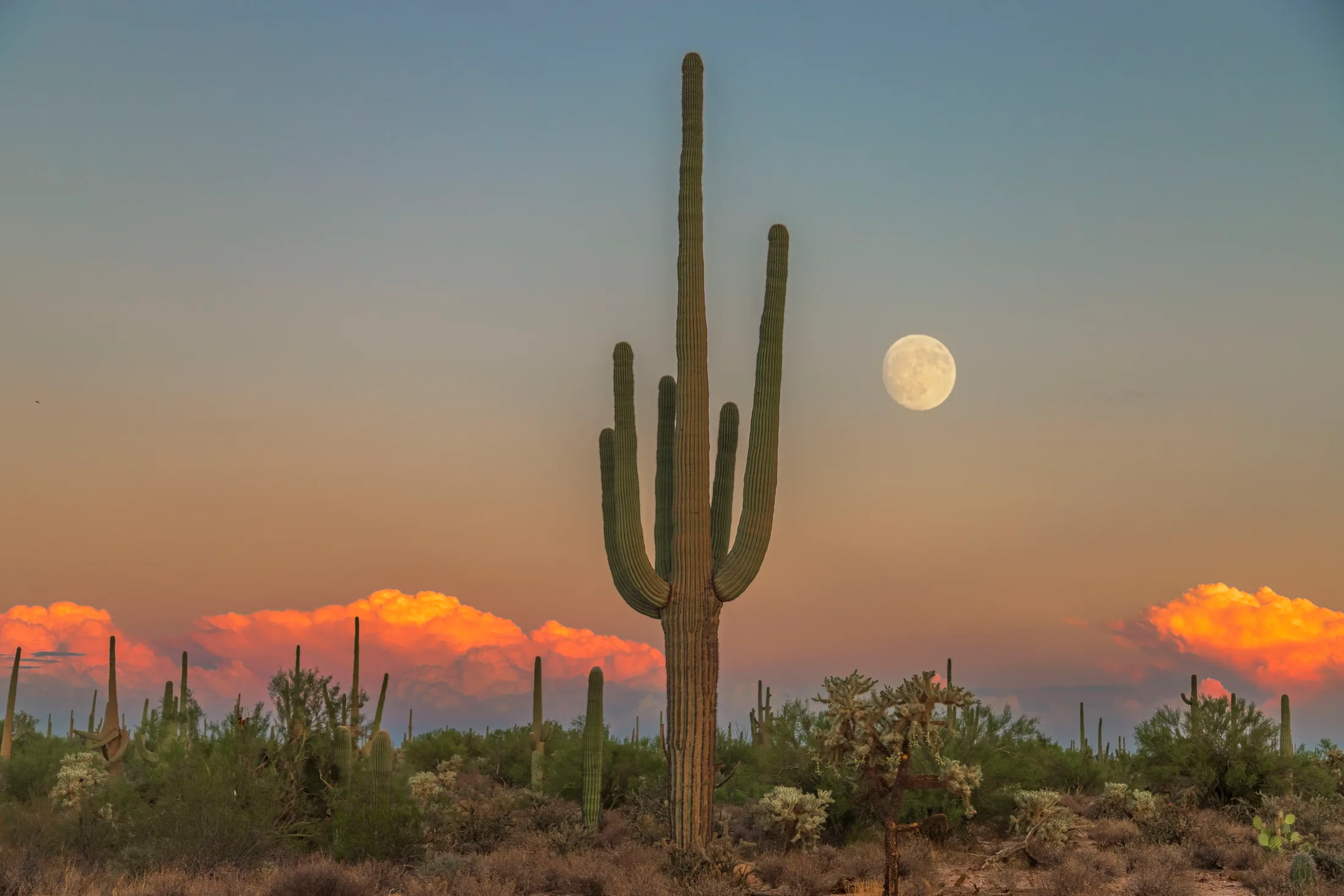Florence Kelvin Highway Saguaro and Moon, a fine art photograph by Michael Joseph Baca