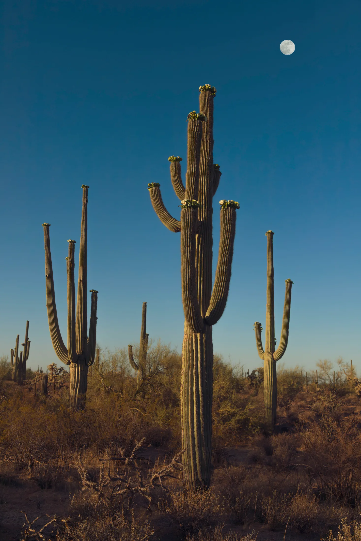 Florence Kelvin Hwy Morning Moon, a fine art photograph by Michael Joseph Baca, Casa de Baca Studios, Florence, Arizona