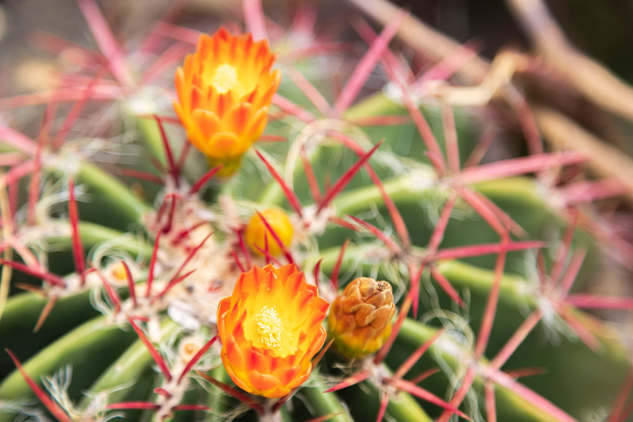 Flowering Barrel Cactus Superior AZ, flowers and plants, a fine art photograph by Michael Joseph Baca