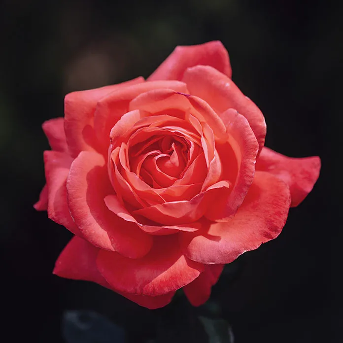Fragrant Cloud hybrid Tea Rose Boyce Thompson Arboretum, flowers and plants, a fine art photograph by Janell Evelyn Baca