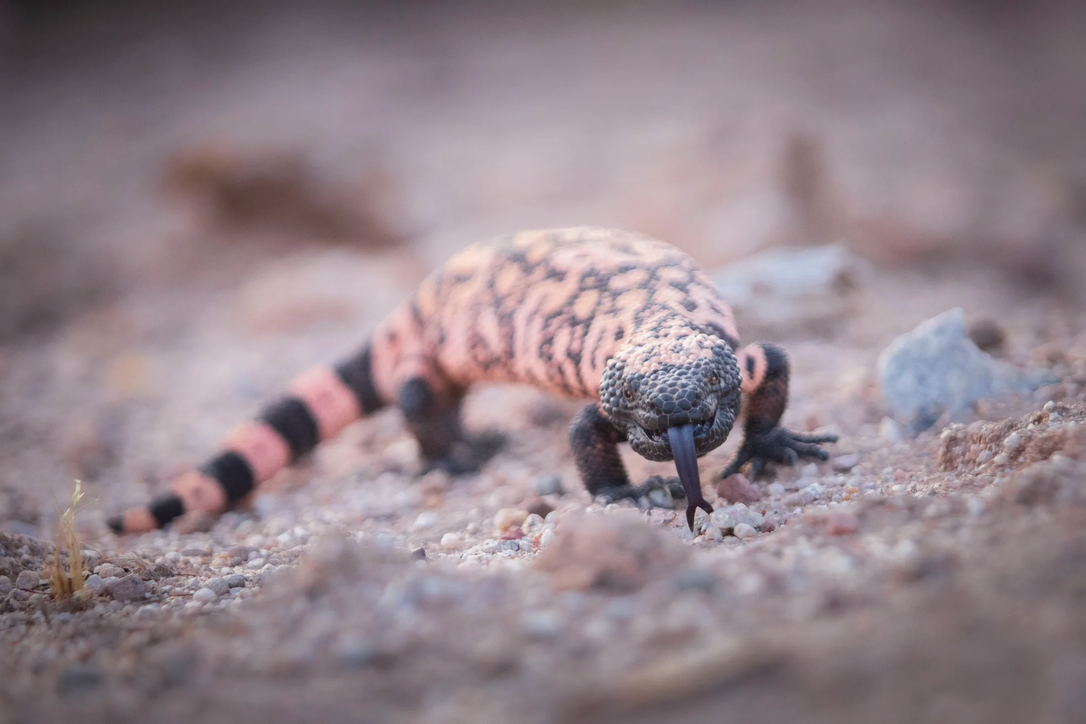 Gila Monster Florence AZ, animals, a fine art photograph by Michael Joseph Baca, Casa de Baca Studios, Florence, Arizona