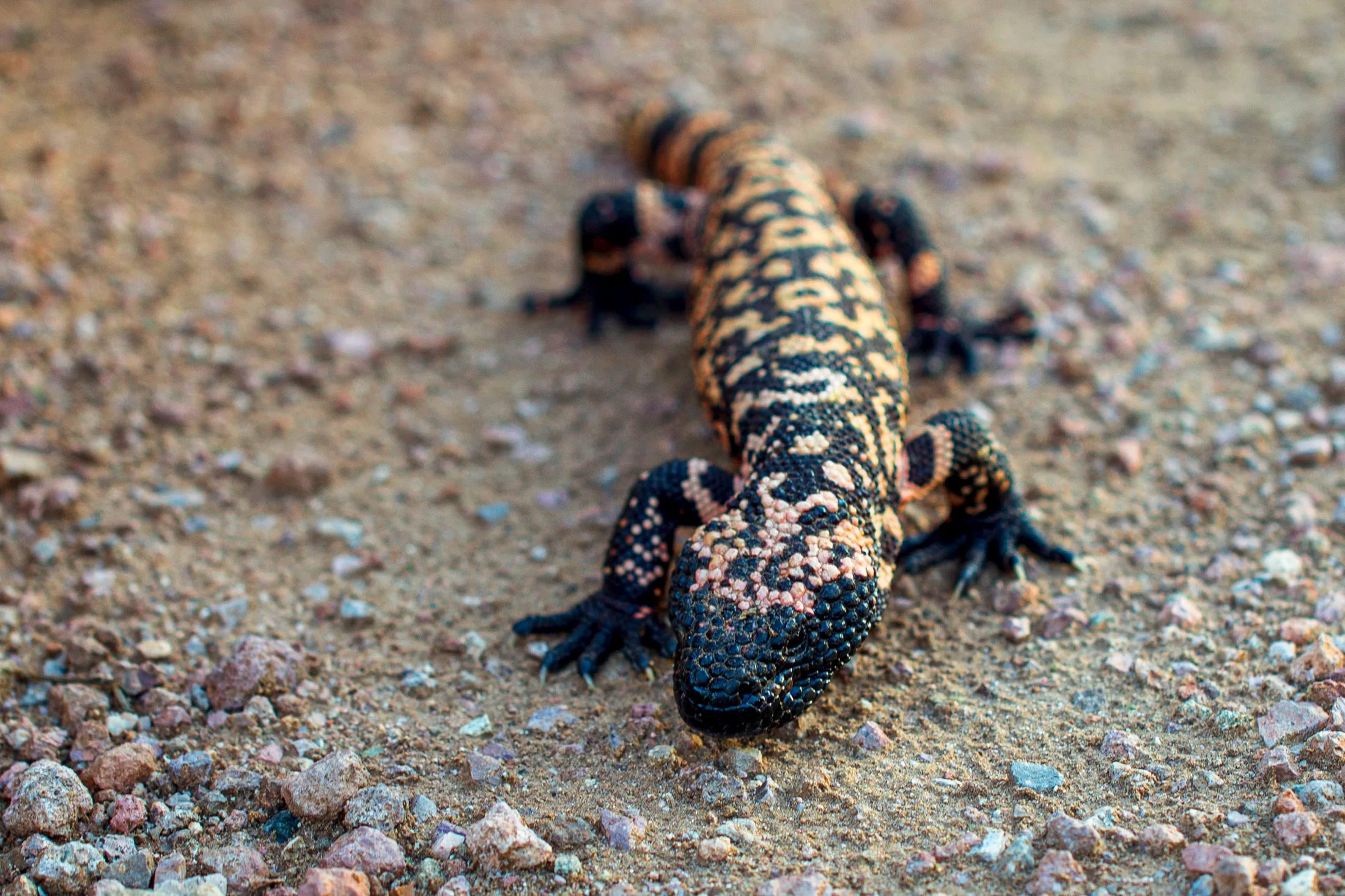 Gila Monster Peralta Arizona, animals, a fine art photograph by Michael Joseph Baca, Casa de Baca Studios, Florence, Arizona