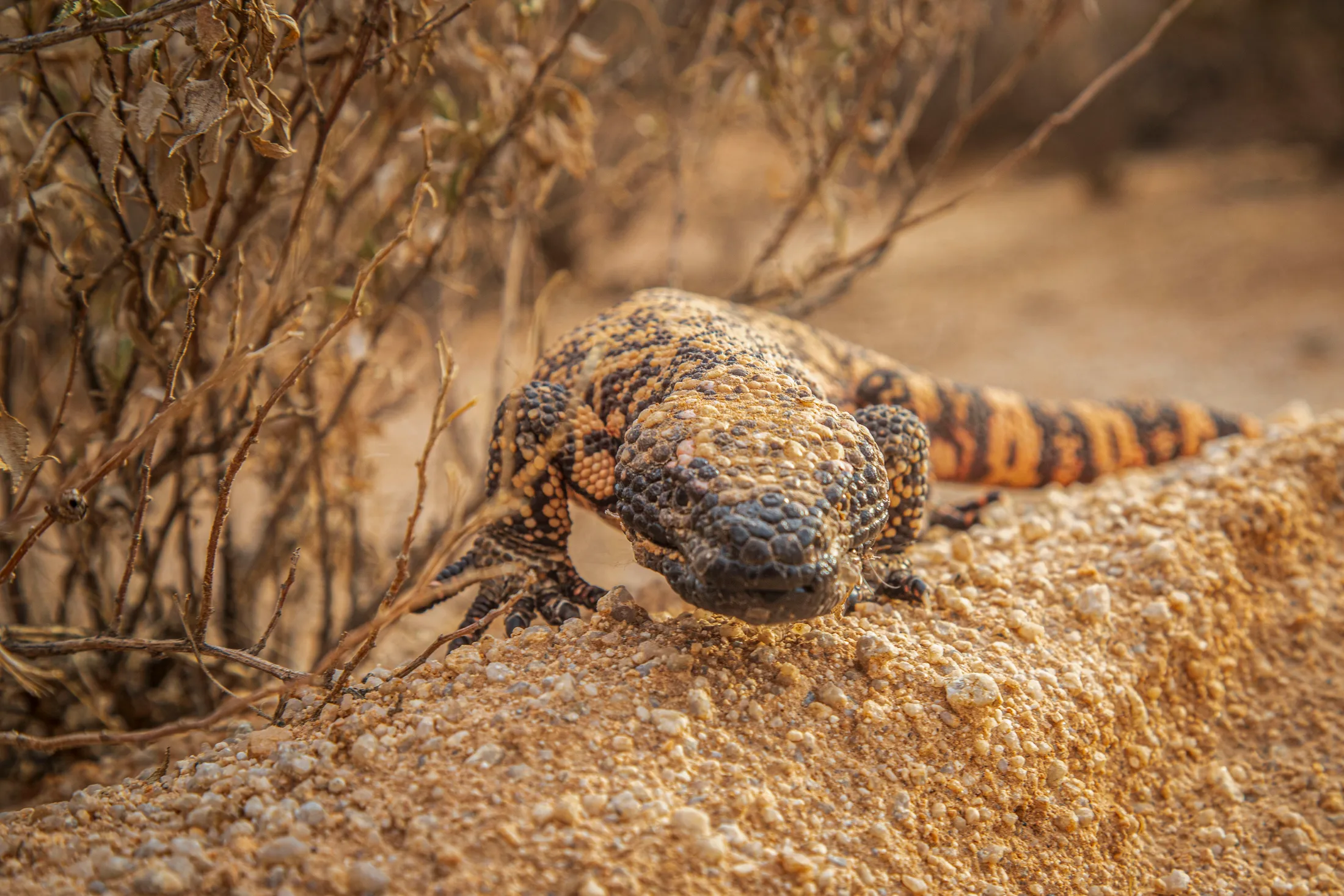 Gila Monster Whitlow Ranch Raod Florence AZ, animals, a fine art photograph by Michael Joseph Baca
