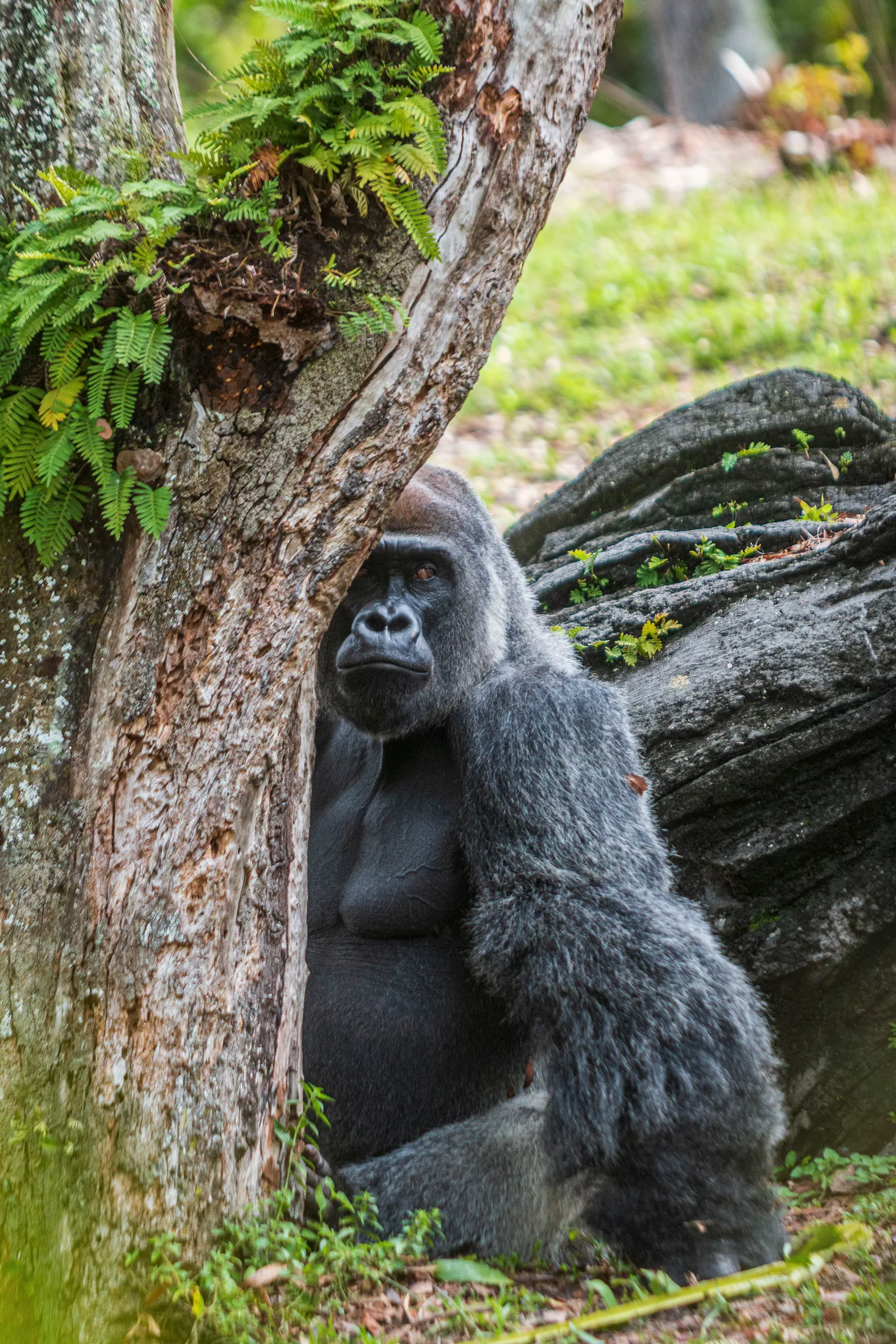 Gorilla at Animal Kingdom FL, animals, a fine art photograph by Michael Joseph Baca, Casa de Baca Studios, Florence, Arizona