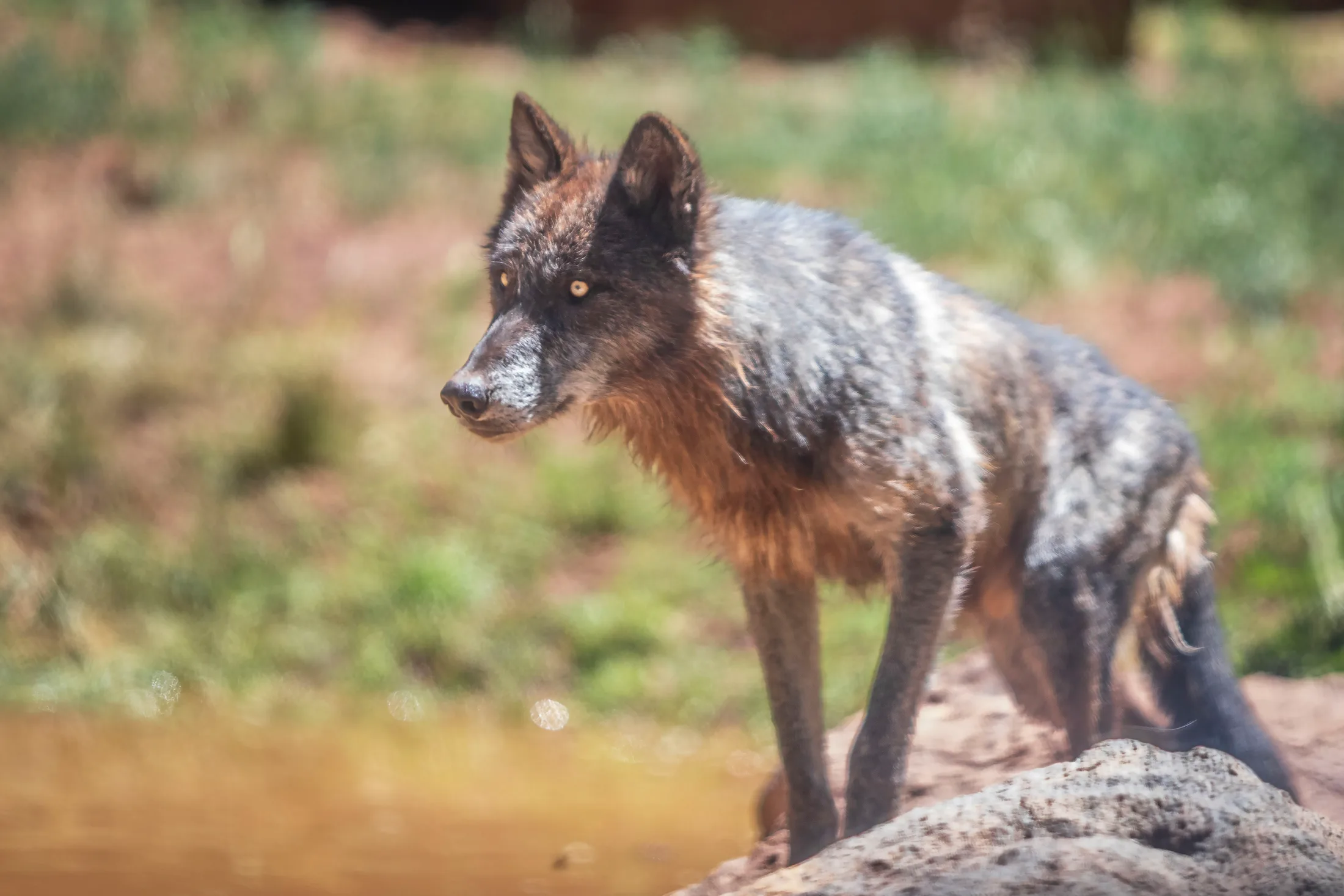 Gray Wolf at Bearizona, animals, a fine art photograph by Michael Joseph Baca, Casa de Baca Studios, Florence, Arizona
