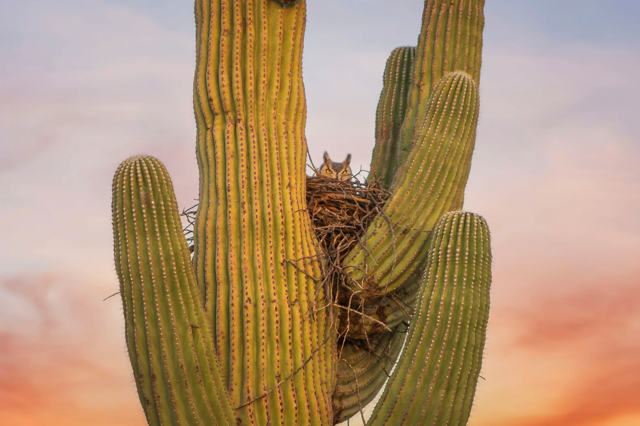 Great Horned Owl Florence AZ, animals, a fine art photograph by Michael Joseph Baca, Casa de Baca Studios, Florence, Arizona