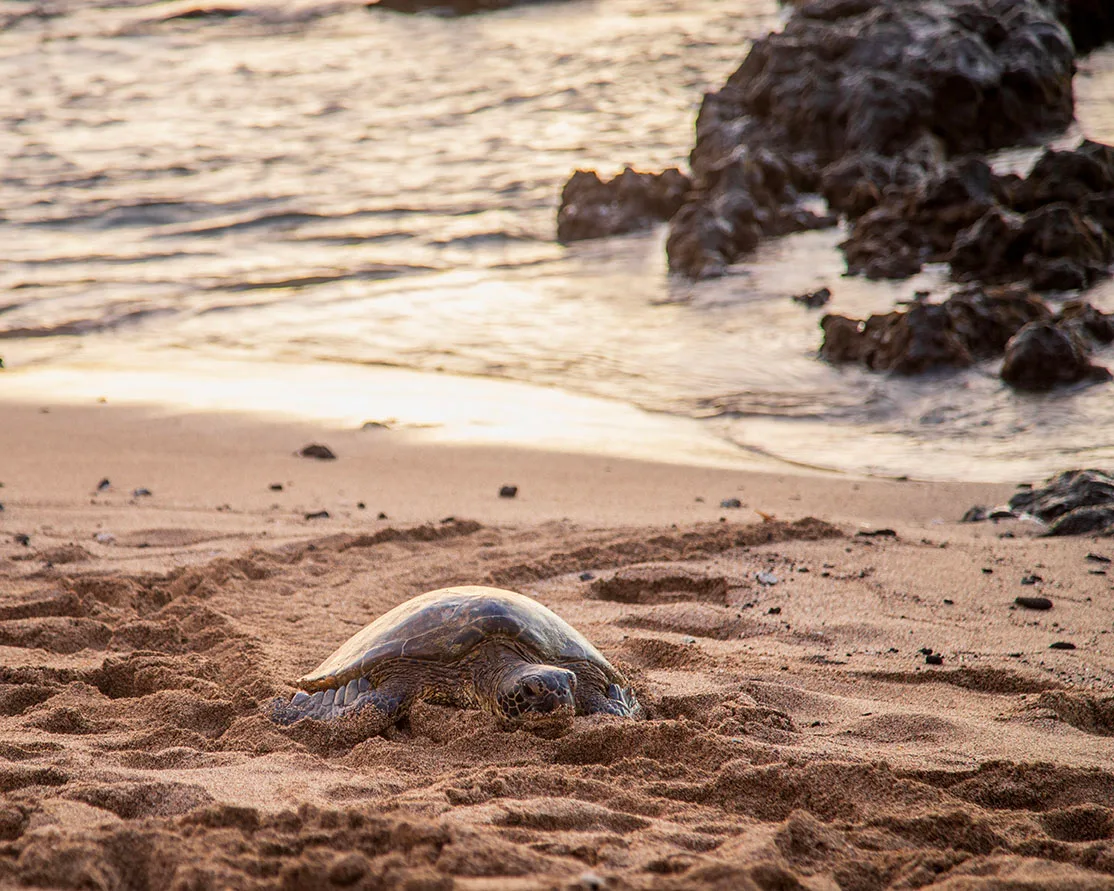 Green Sea Turtle on Anaehoomalu Bay Big Island Hawaii, animals, a fine art photograph by Janell Evelyn Baca