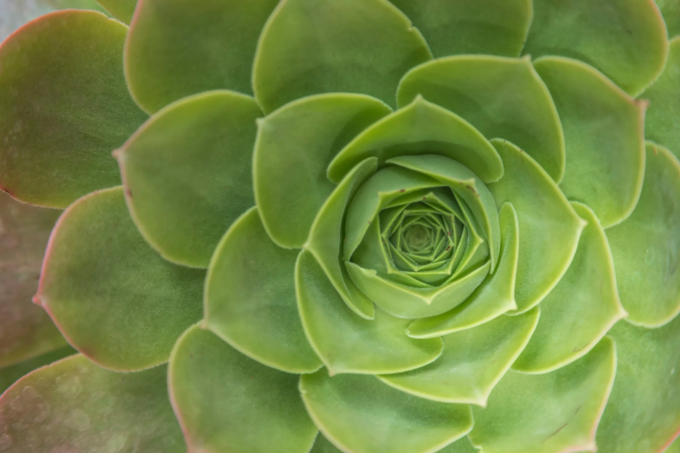 Green Succulent Superior AZ, flowers and plants, a fine art photograph by Michael Joseph Baca