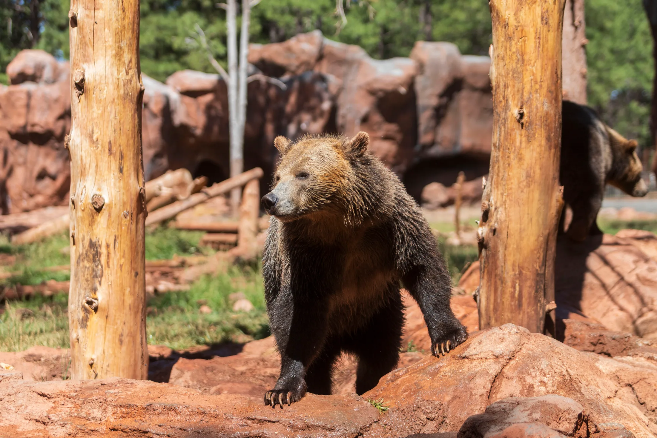 Grizzly Bear at Bearizona, animals, a fine art photograph by Michael Joseph Baca, Casa de Baca Studios, Florence, Arizona