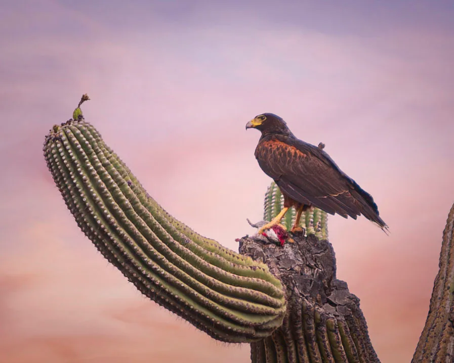 Harris Hawk Florence AZ, animals, a fine art photograph by Michael Joseph Baca, Casa de Baca Studios, Florence, Arizona