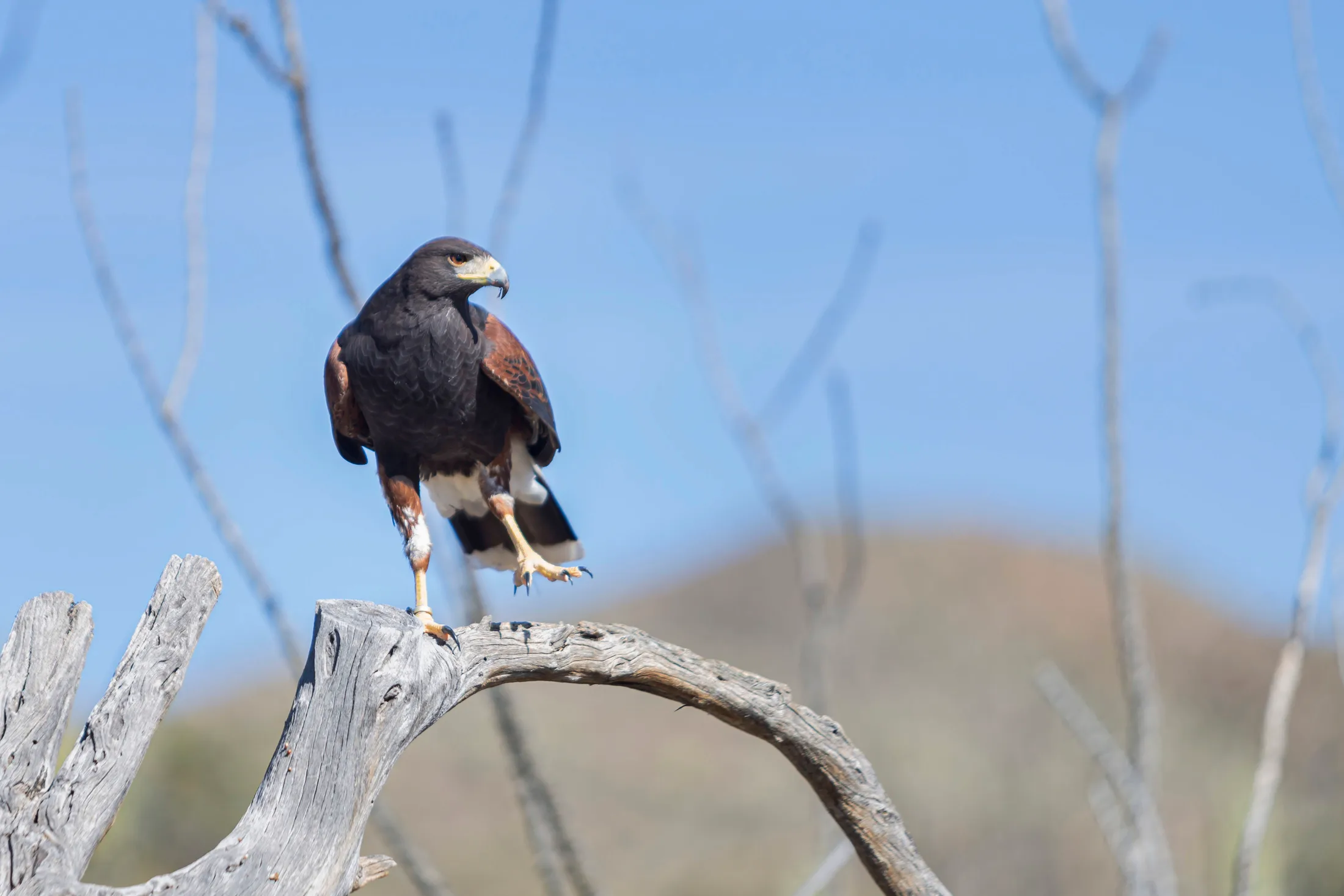 Harris's Hawk Tucson AZ, animals, a fine art photograph by Michael Joseph Baca, Casa de Baca Studios, Florence, Arizona