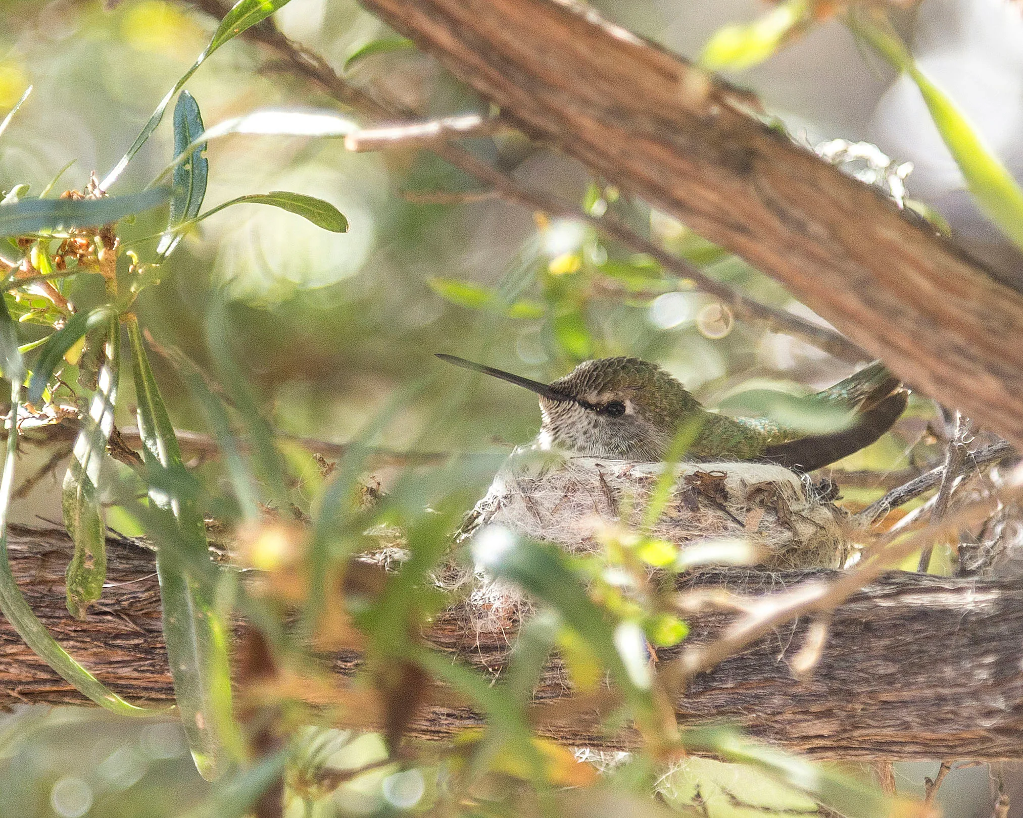 Hummingbird and Nest Tucson, animals, a fine art photograph by Michael Joseph Baca, Casa de Baca Studios, Florence, Arizona