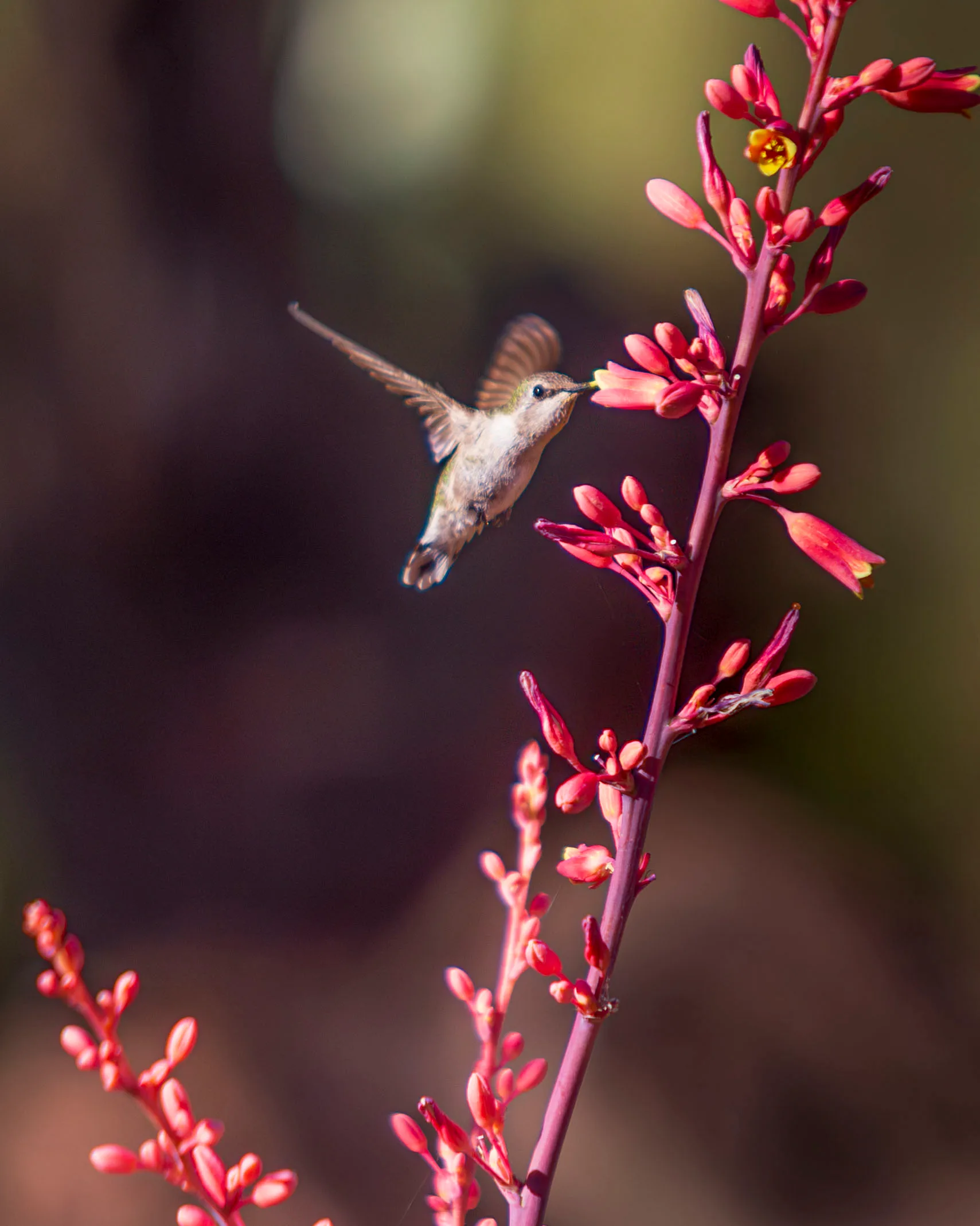 Hummingbird at Boyce Thompson Arboretum, animals, a fine art photograph by Michael Joseph Baca