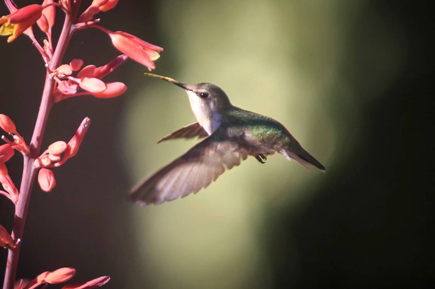 Hummingbird at Boyce Thompson Arboretum, animals, a fine art photograph by Michael Joseph Baca