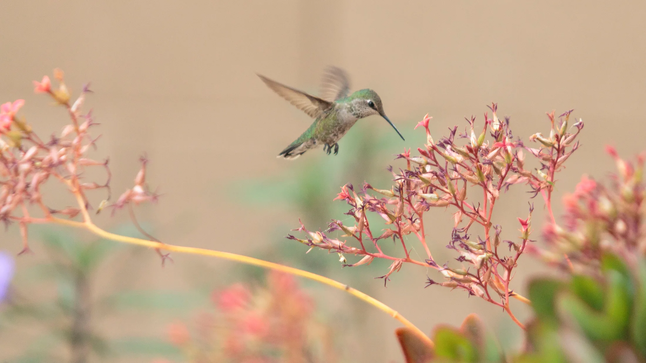Hummingbird Florence AZ, animals, a fine art photograph by Michael Joseph Baca, Casa de Baca Studios, Florence, Arizona