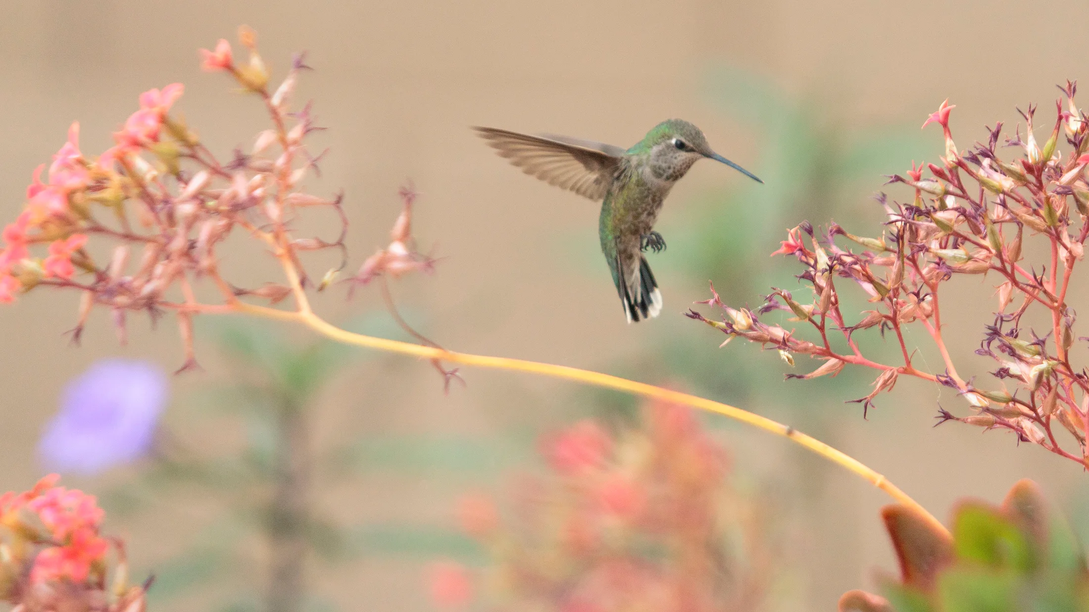 Hummingbird Florence AZ, animals, a fine art photograph by Michael Joseph Baca, Casa de Baca Studios, Florence, Arizona