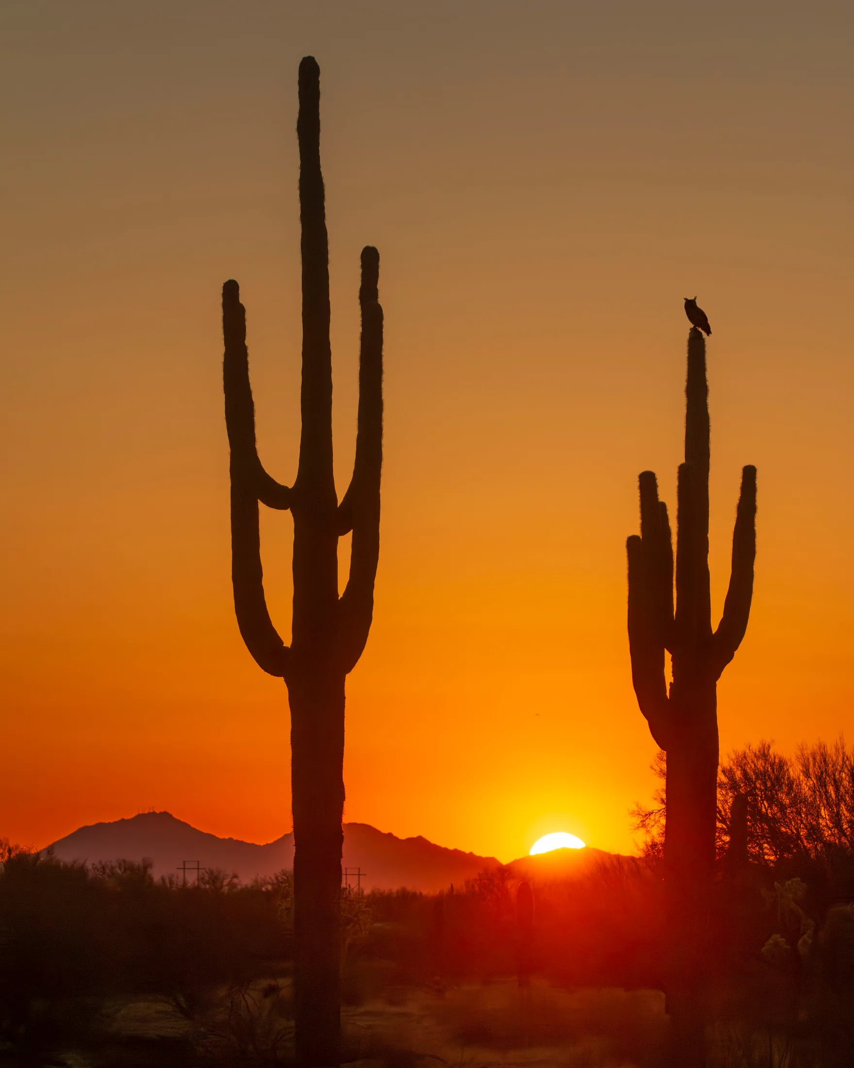 Hwy 79 Owl & Saguaro Sunset Florence AZd, animals, a fine art photograph by Michael Joseph Baca