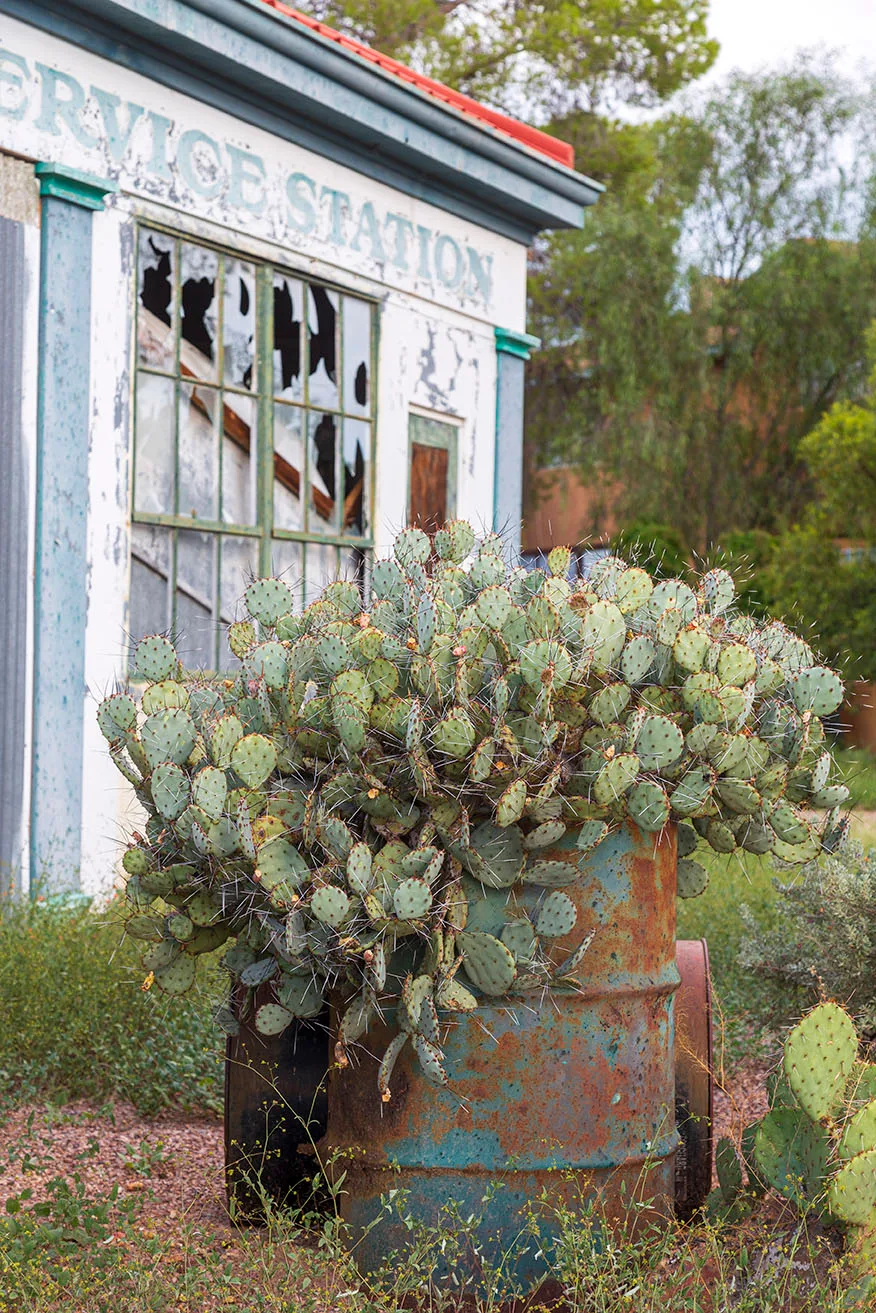 JA010 Abandoned Tucson Prickly Pear Cactus, architecture by Janell Evelyn Baca, Casa de Baca Studios, Florence, Arizona