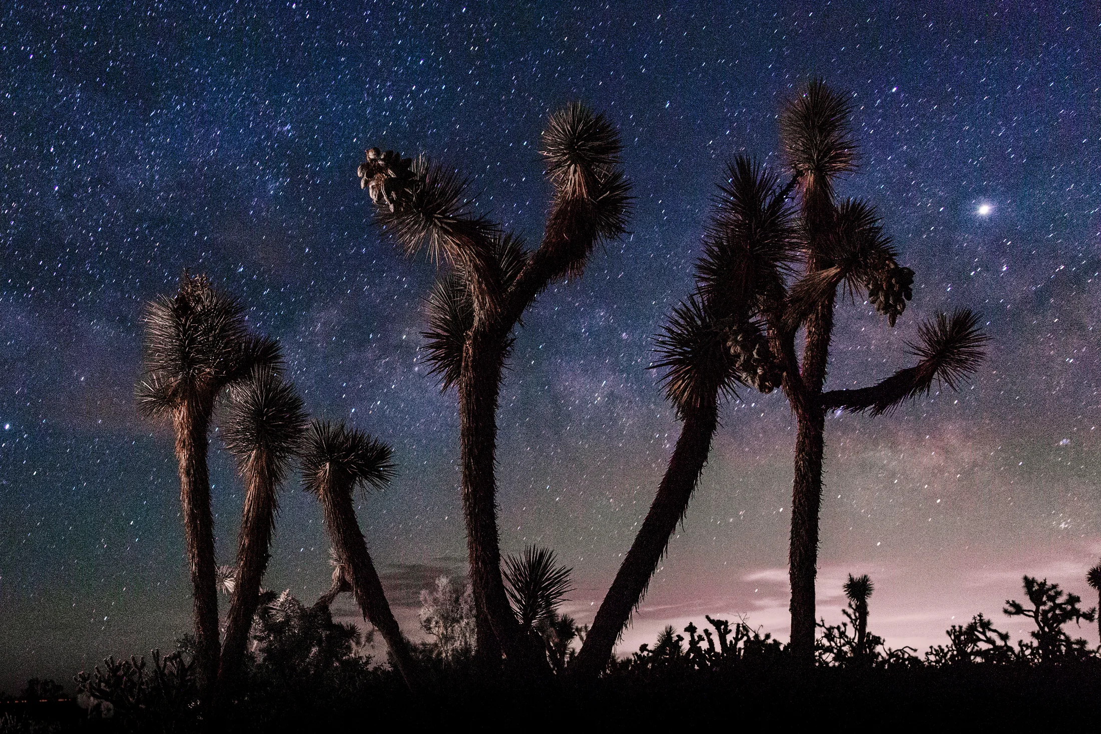 Joshua Tree Milky Way Wickenberg AZ, a fine art photograph by Michael Joseph Baca, Casa de Baca Studios, Florence, Arizona