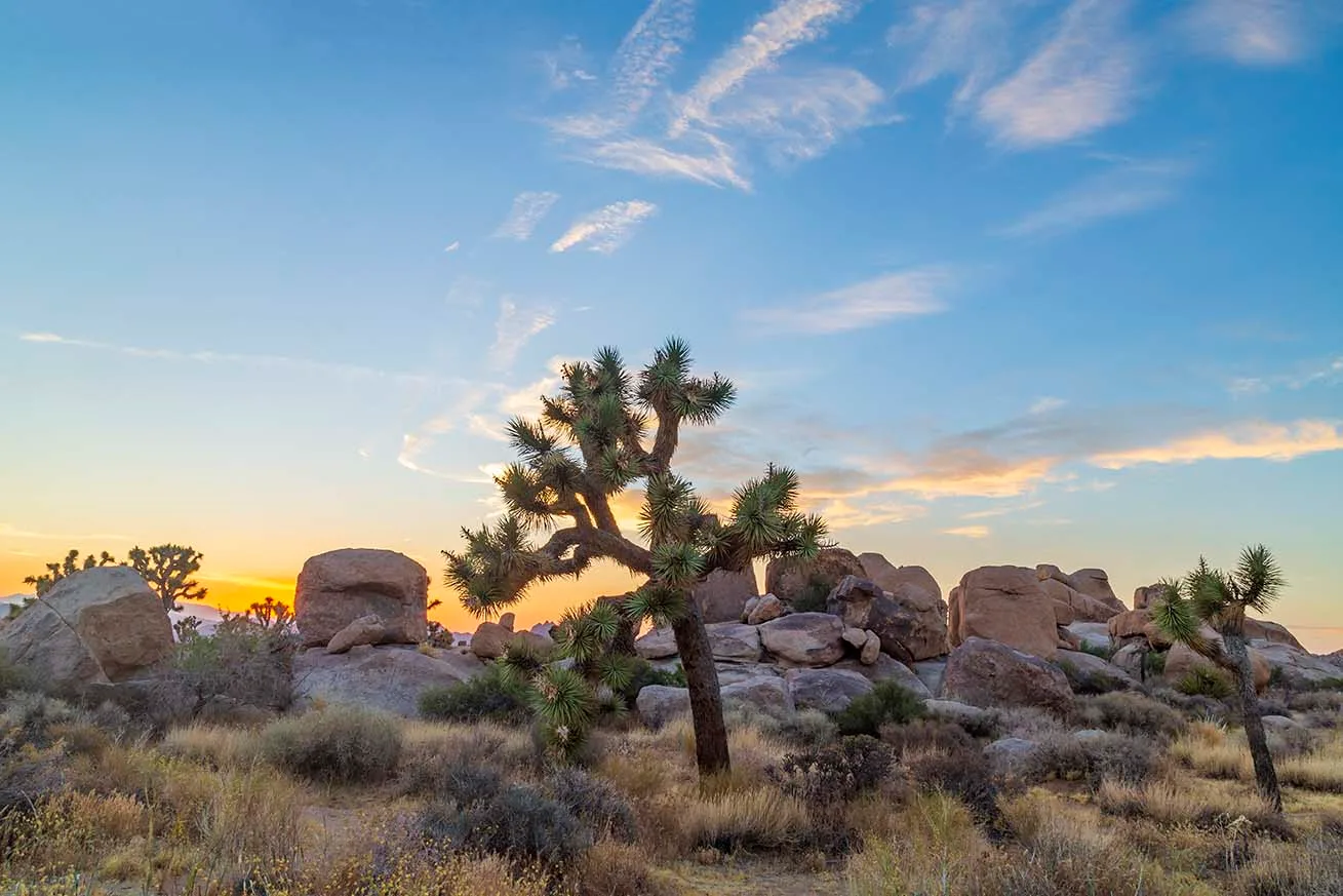 Joshua Tree National Forest, sunset and sunrise, a fine art photograph by Janell Evelyn Baca