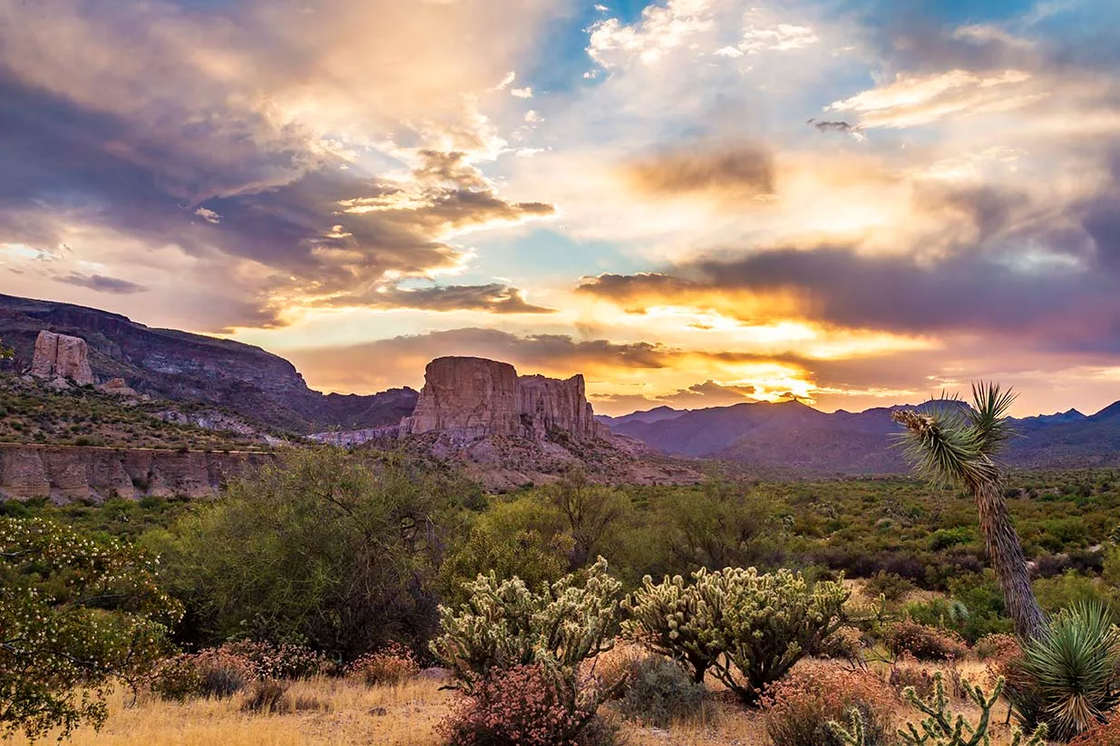 Joshua Tree off Hwy 93, sunset and sunrise, a fine art photograph by Janell Evelyn Baca