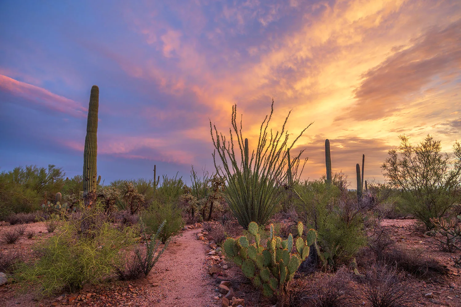 JS052 Saguaro National Park Tucson Arizona, sunset and sunrise by Janell Evelyn Baca, Casa de Baca Studios, Florence, Arizona