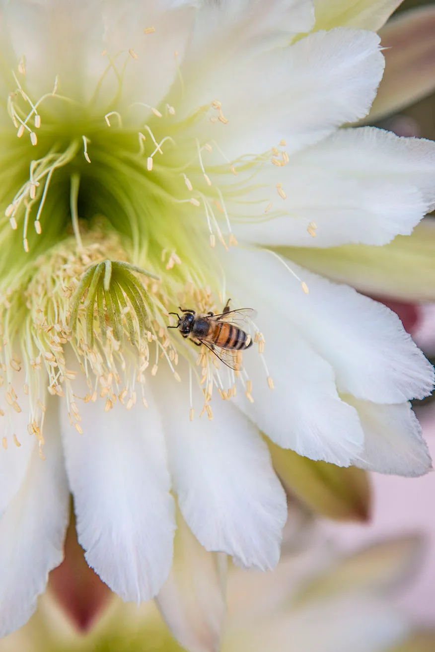 JZ005 Bailey Street San Pedro Cactus Bloom with Bee, animals by Janell Evelyn Baca, Casa de Baca Studios, Florence, Arizona