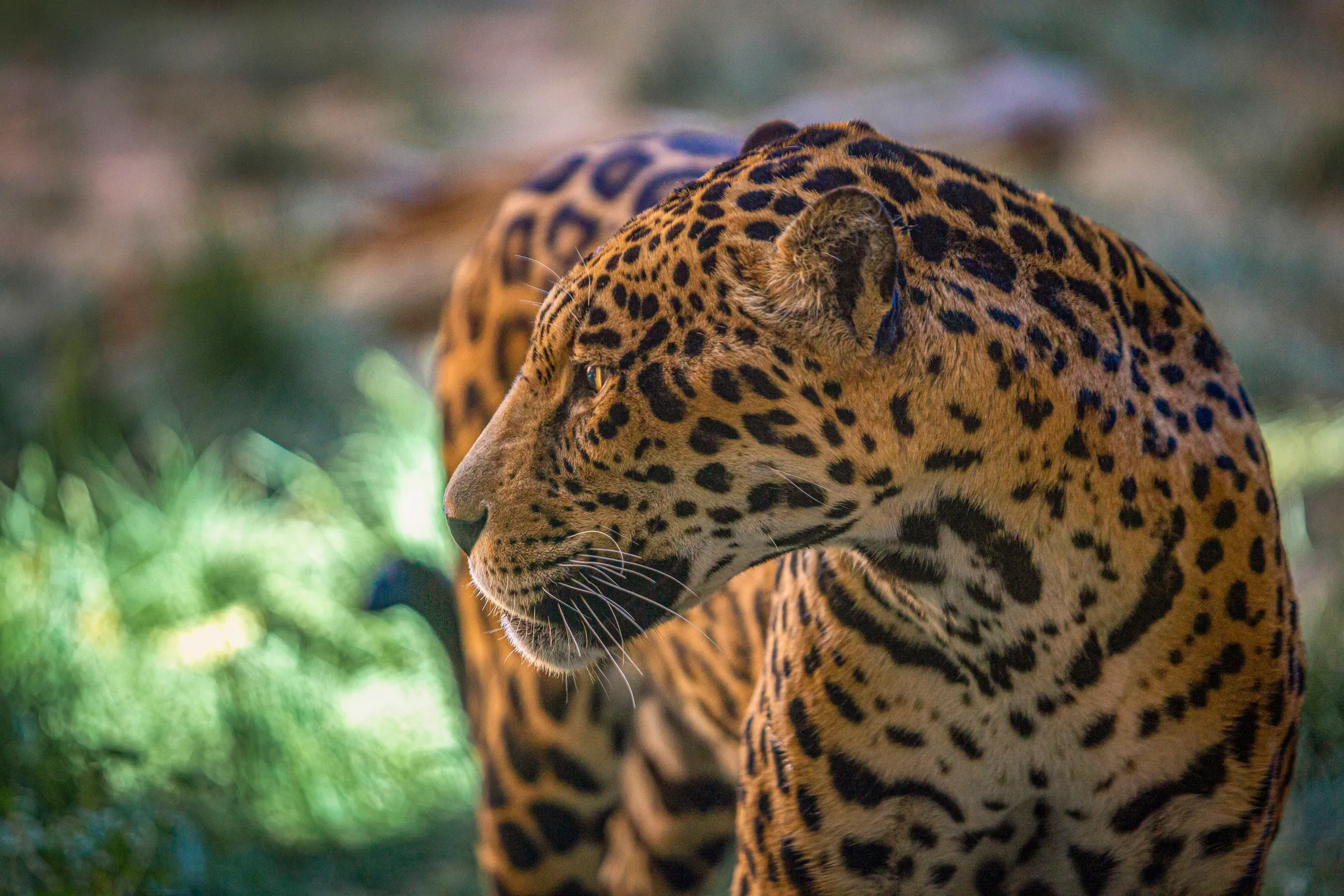 Libre at Bearizona, animals, a fine art photograph by Michael Joseph Baca, Casa de Baca Studios, Florence, Arizona