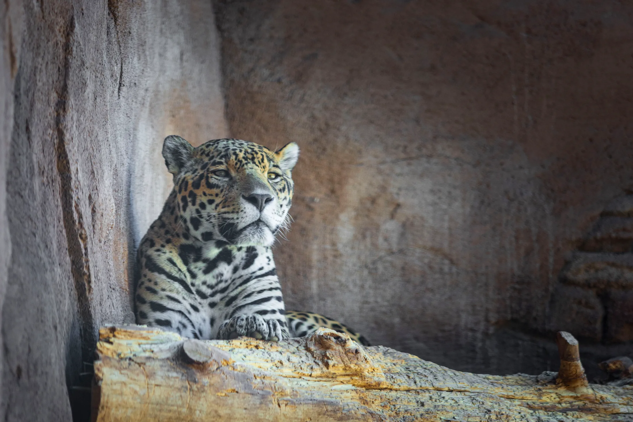 Libre the Jaguar at Bearizona, animals, a fine art photograph by Michael Joseph Baca, Casa de Baca Studios, Florence, Arizona