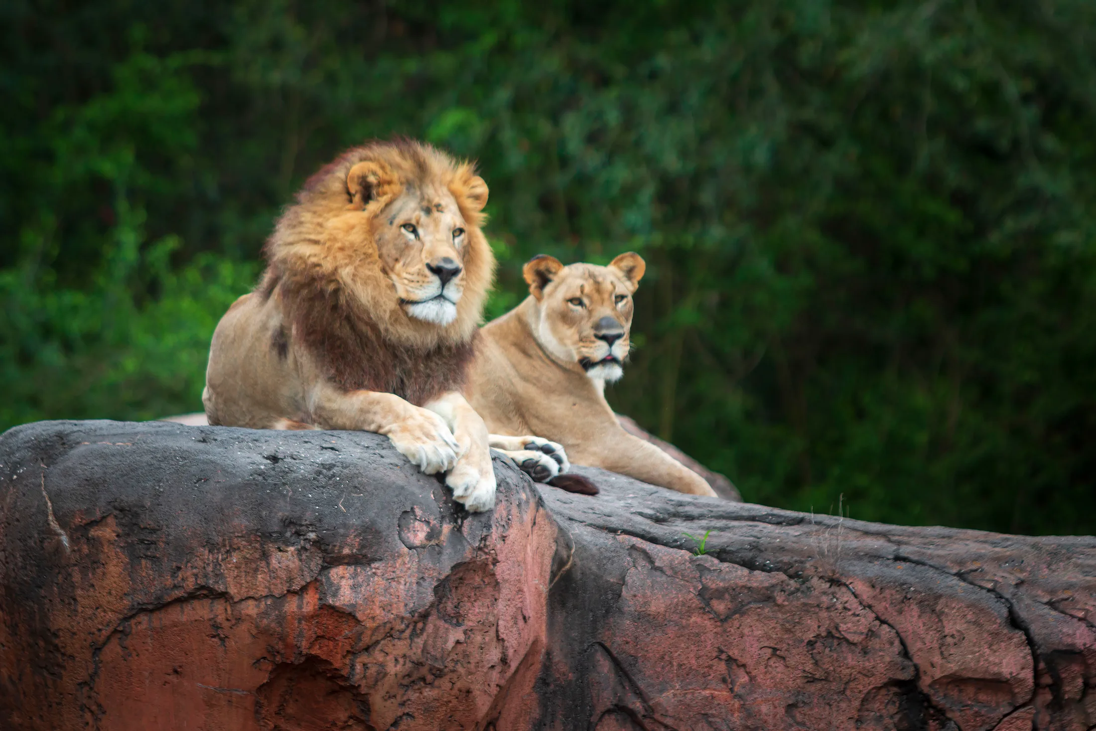 Lions at Animal Kingdom FL, animals, a fine art photograph by Michael Joseph Baca, Casa de Baca Studios, Florence, Arizona