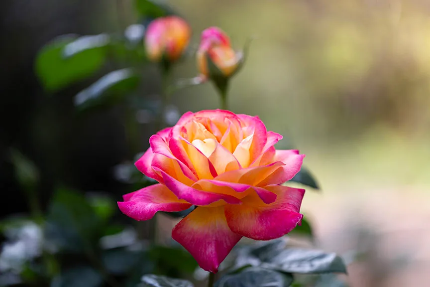 Love & Peace Rose Boyce Thompson Arboretum, flowers and plants, a fine art photograph by Janell Evelyn Baca
